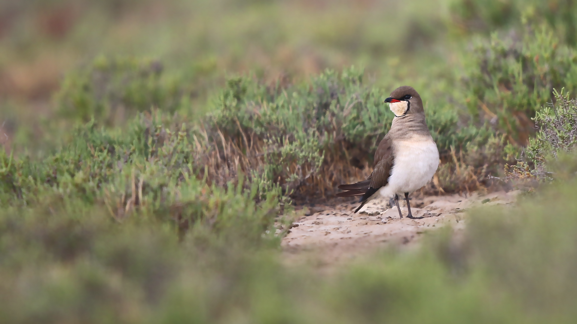 Collared Pratincole