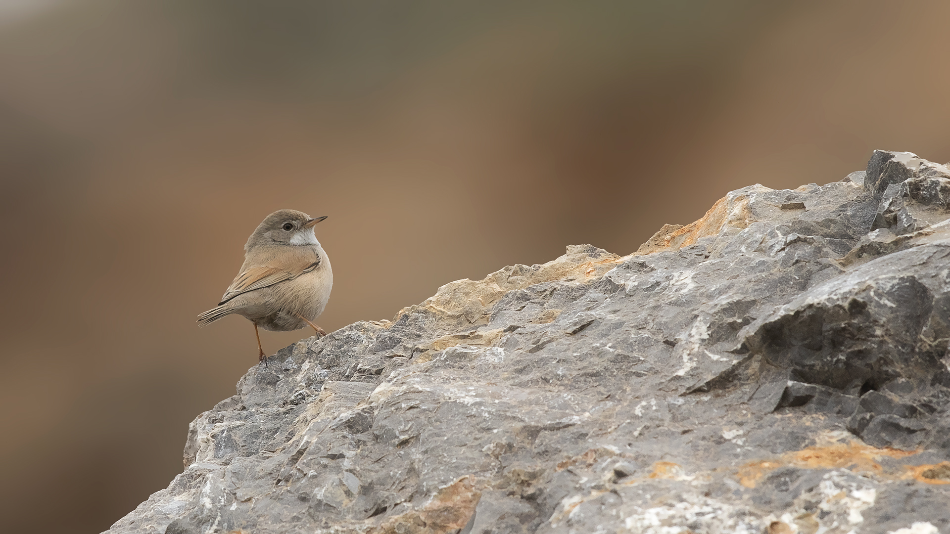 Spectacled Warbler