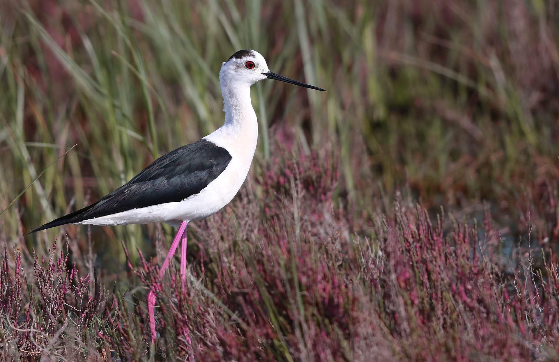 Black-winged Stilt