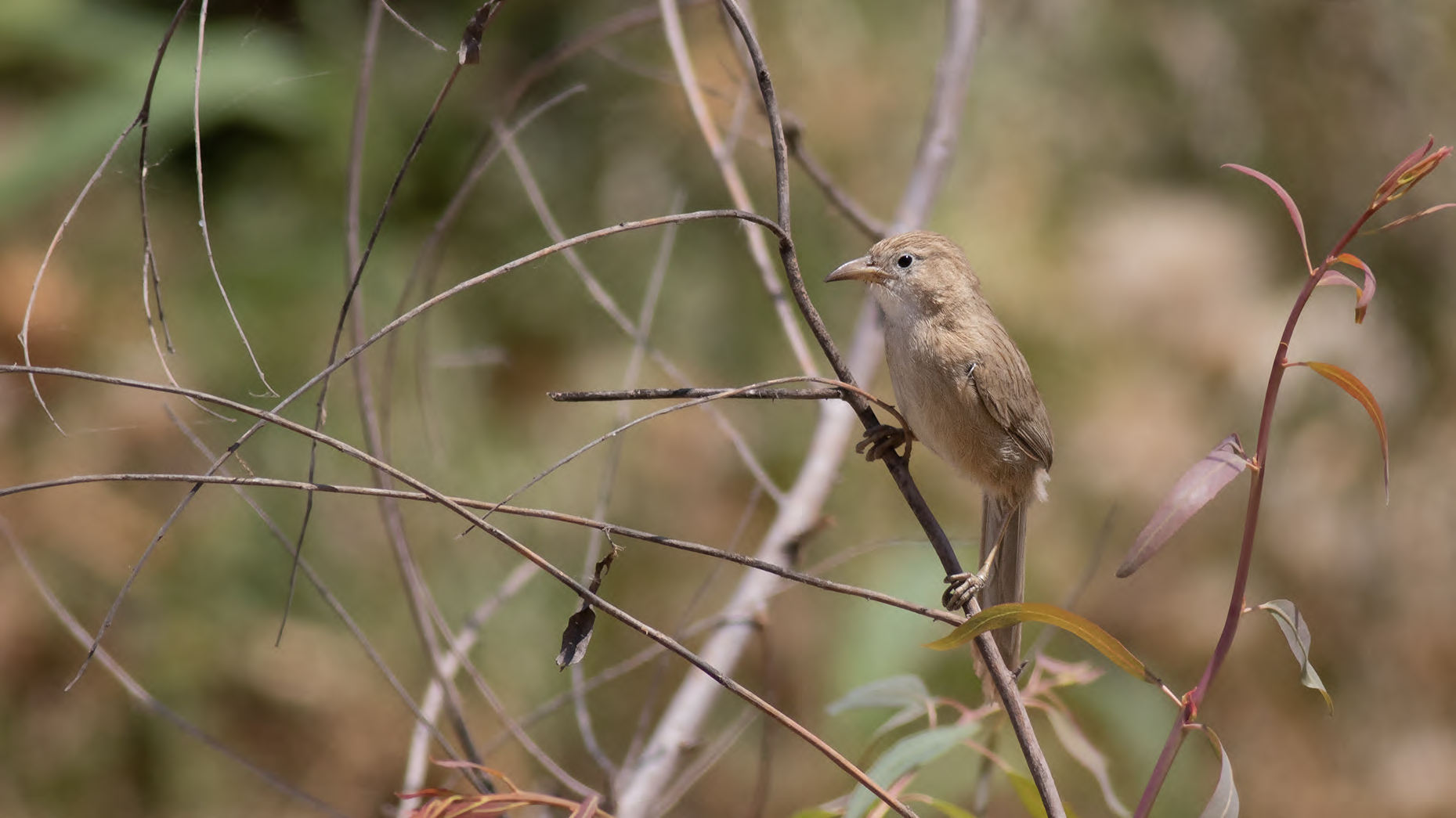 Iraq Babbler — Ana fotoğraf