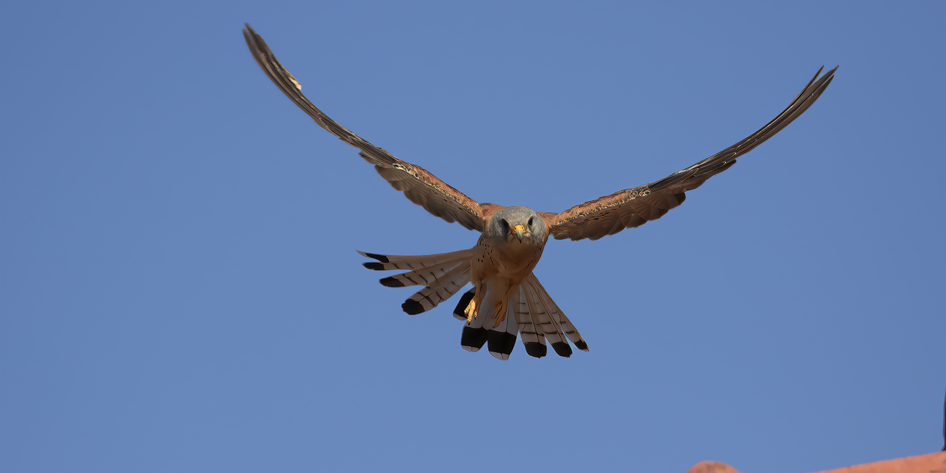 Eurasian Kestrel