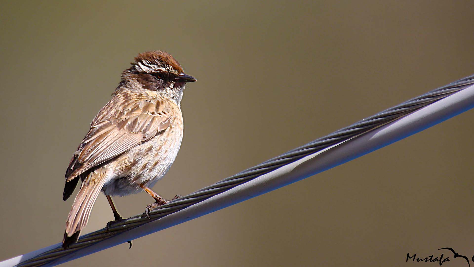 Radde's Accentor — Ana fotoğraf