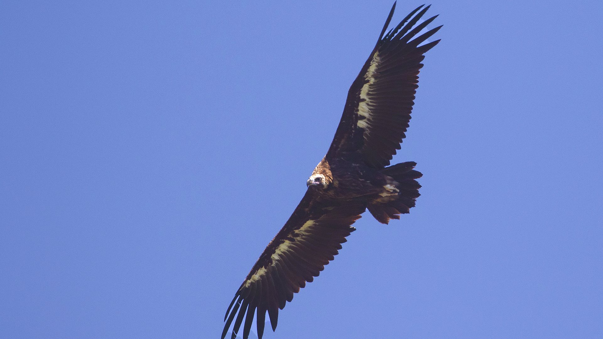 Cinereous Vulture