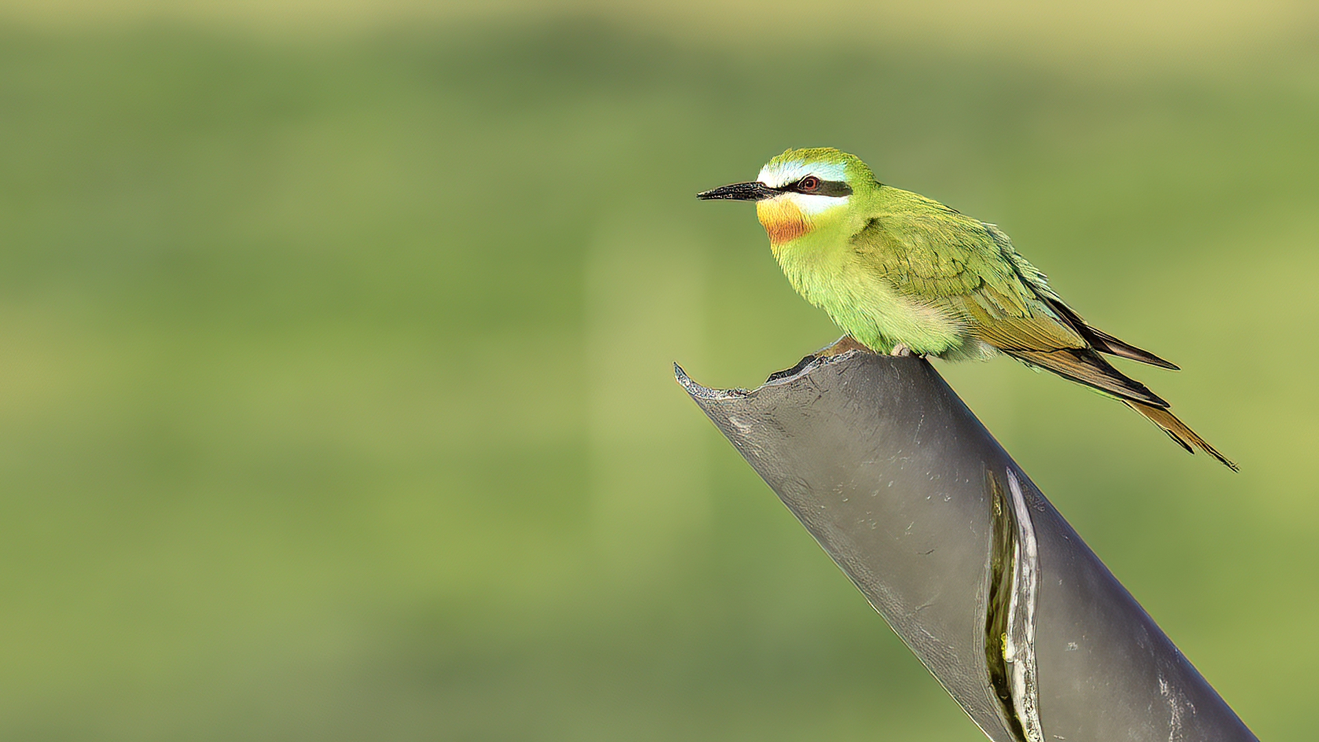 Blue-cheeked Bee-eater