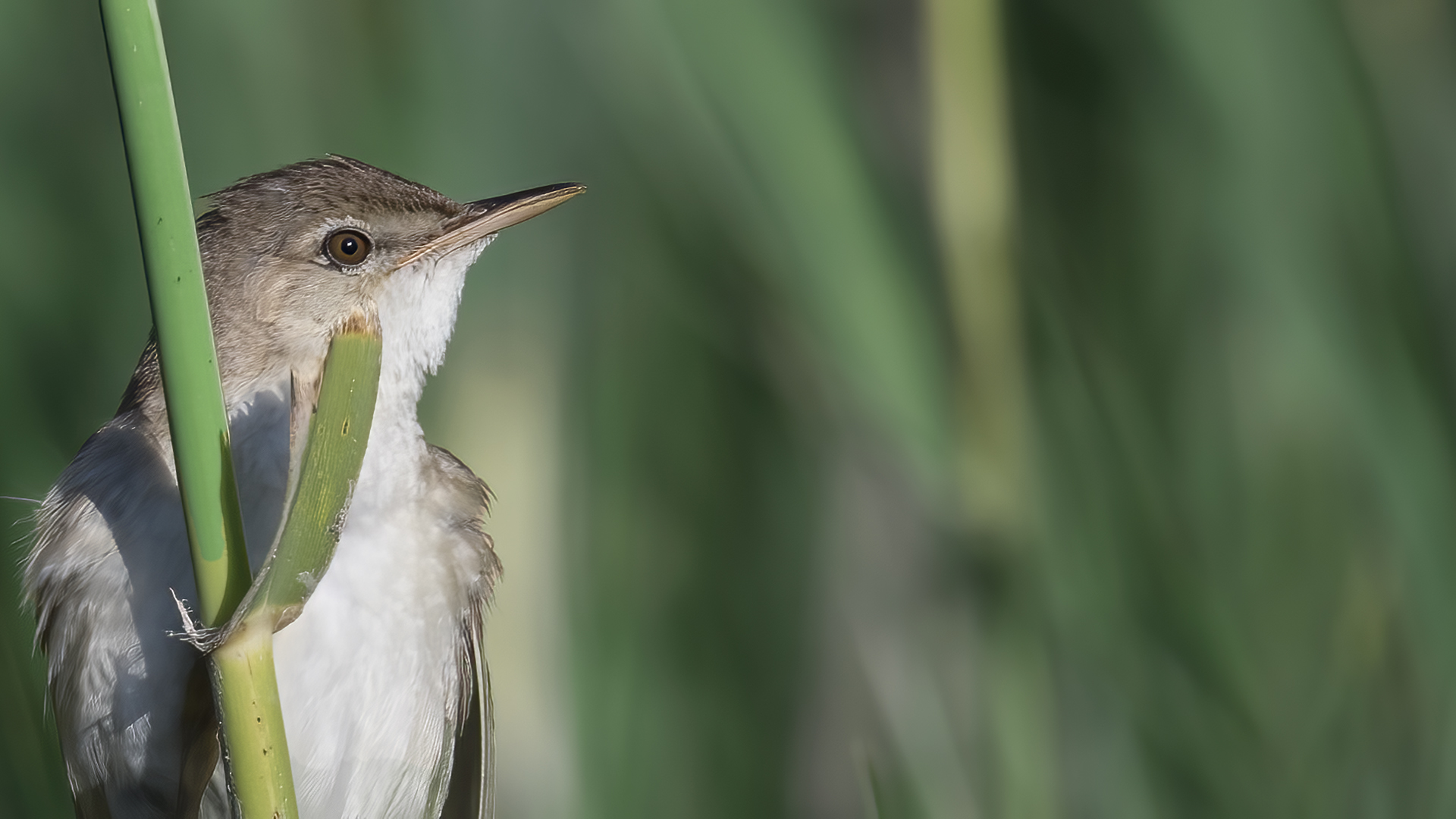 Eurasian Reed Warbler