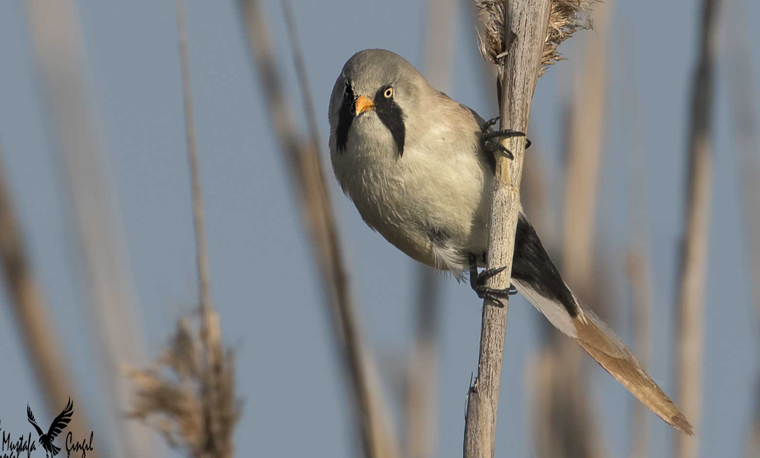 Bearded Reedling