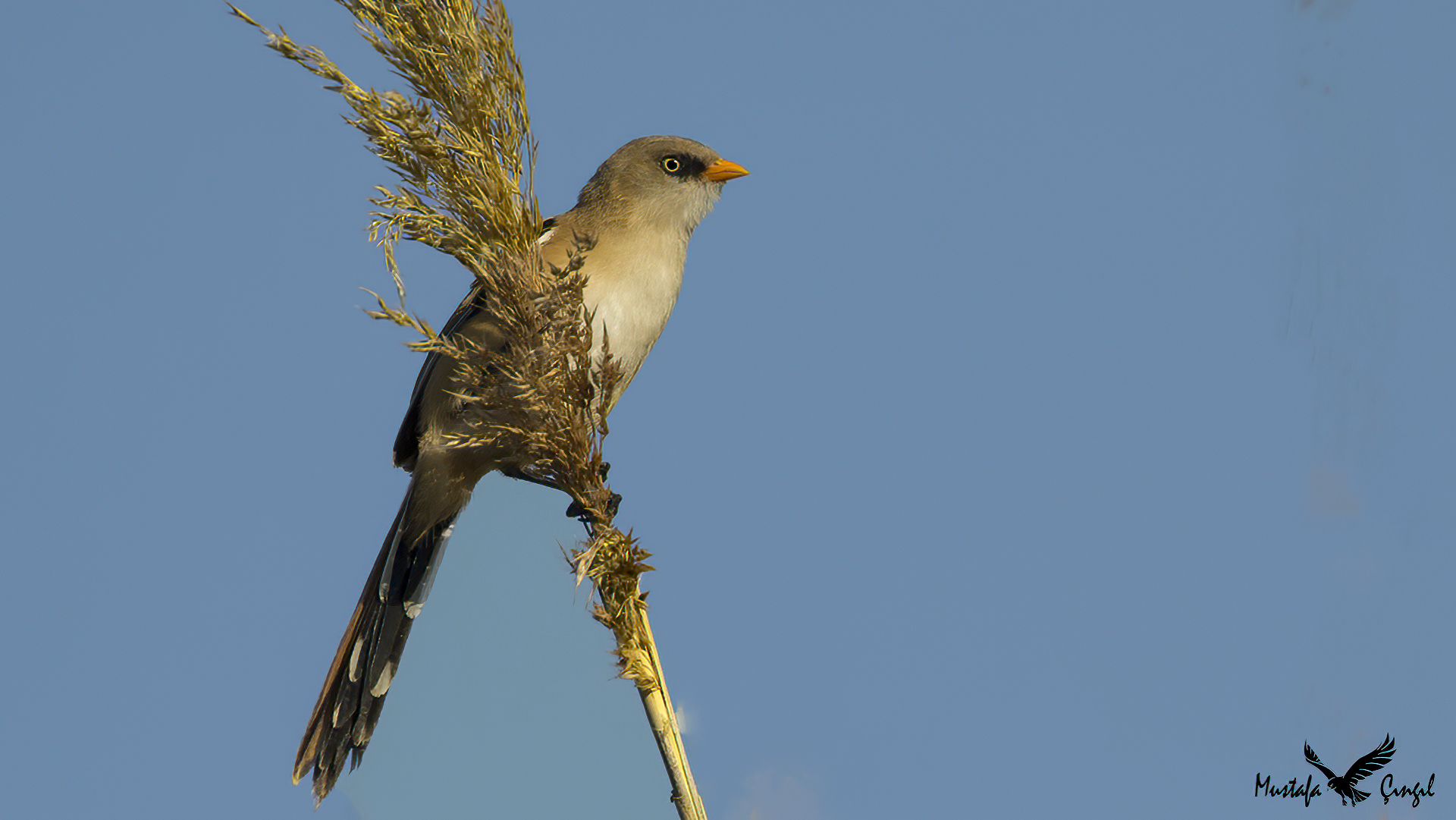 Bearded Reedling