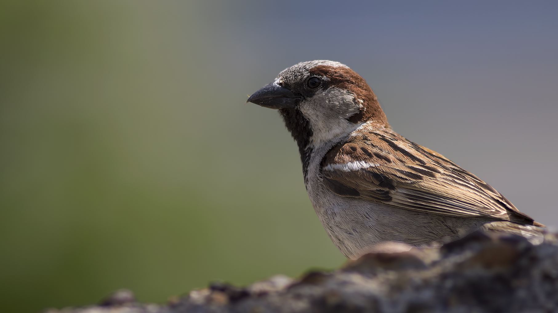 House Sparrow