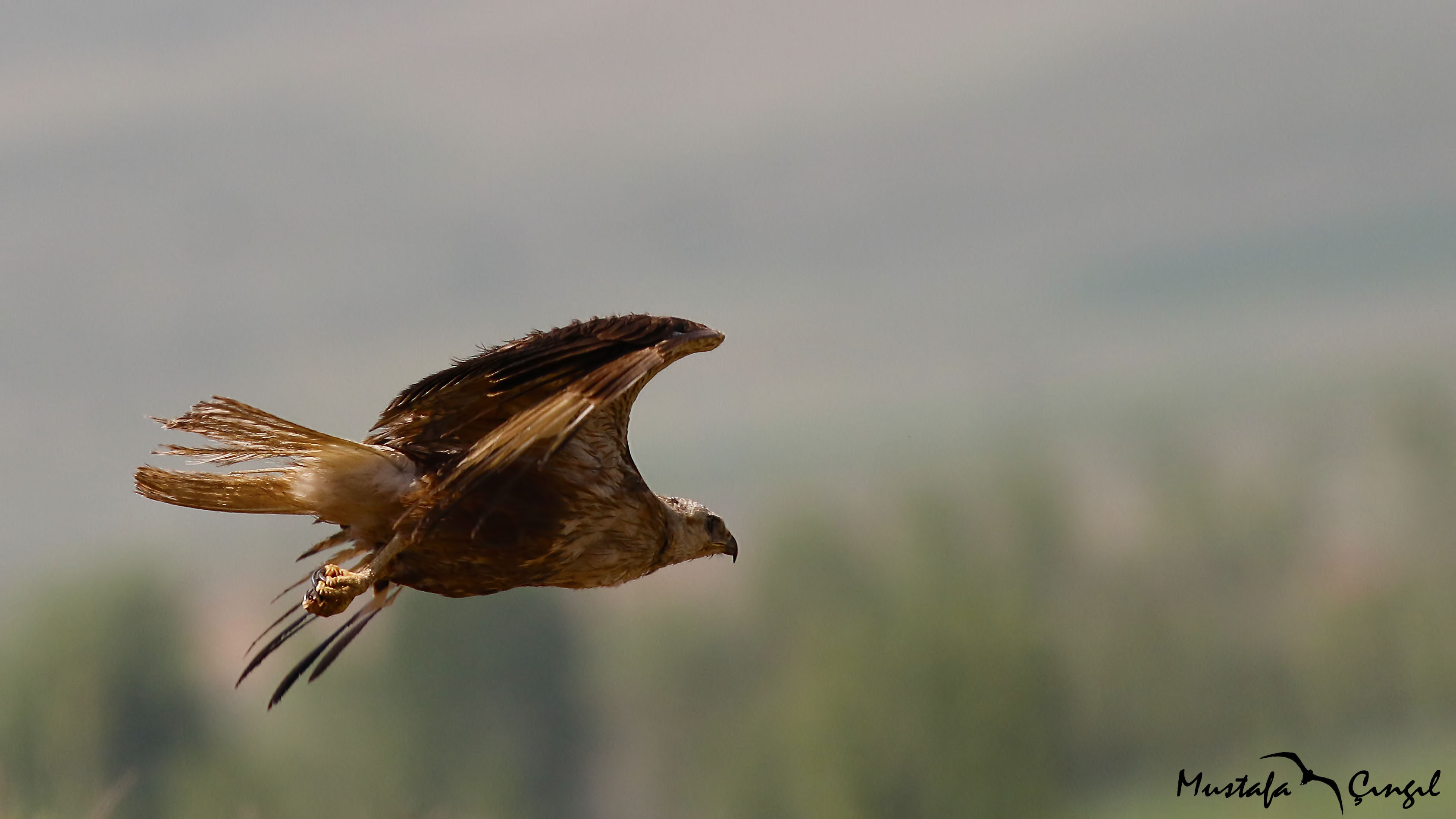Long-legged Buzzard
