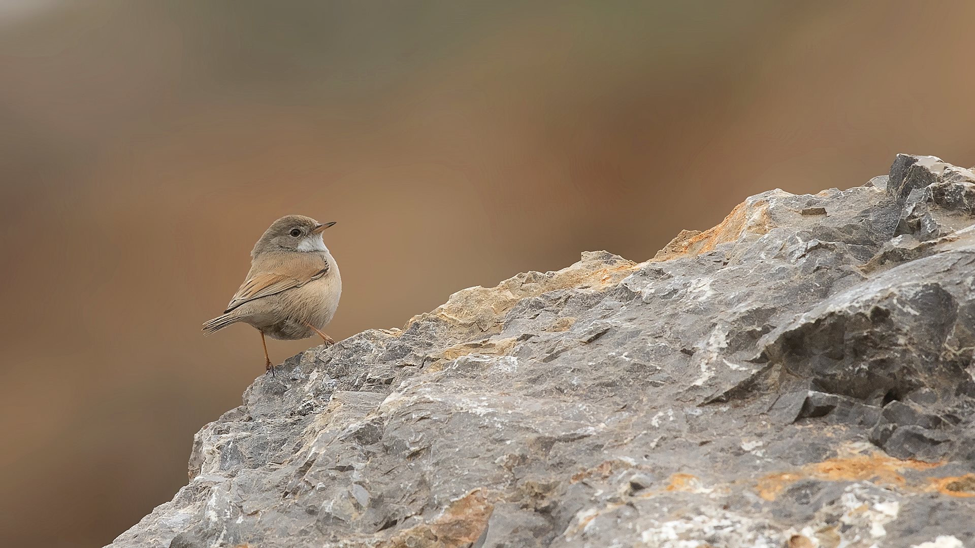 Spectacled Warbler