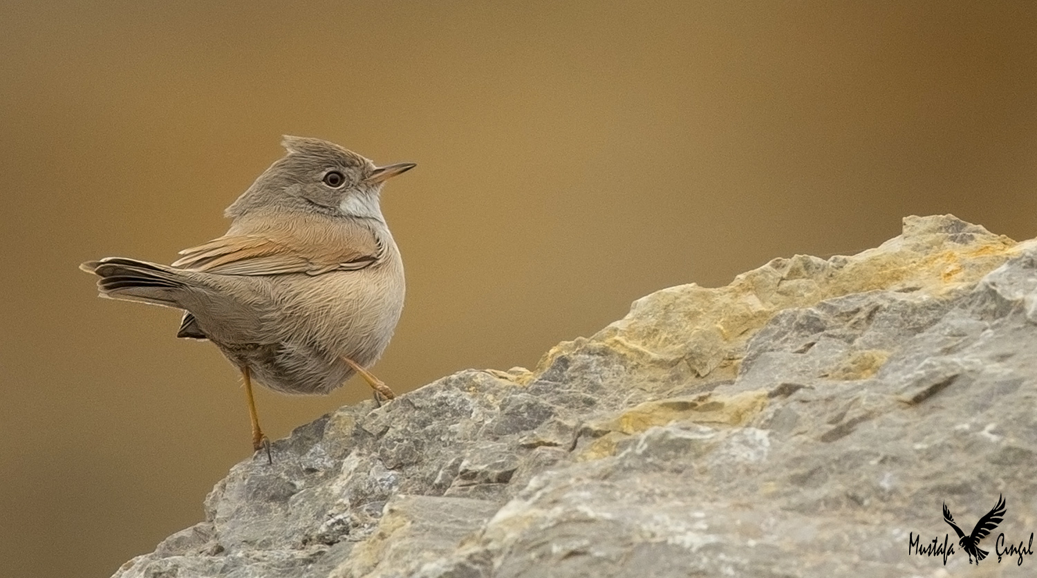 Spectacled Warbler