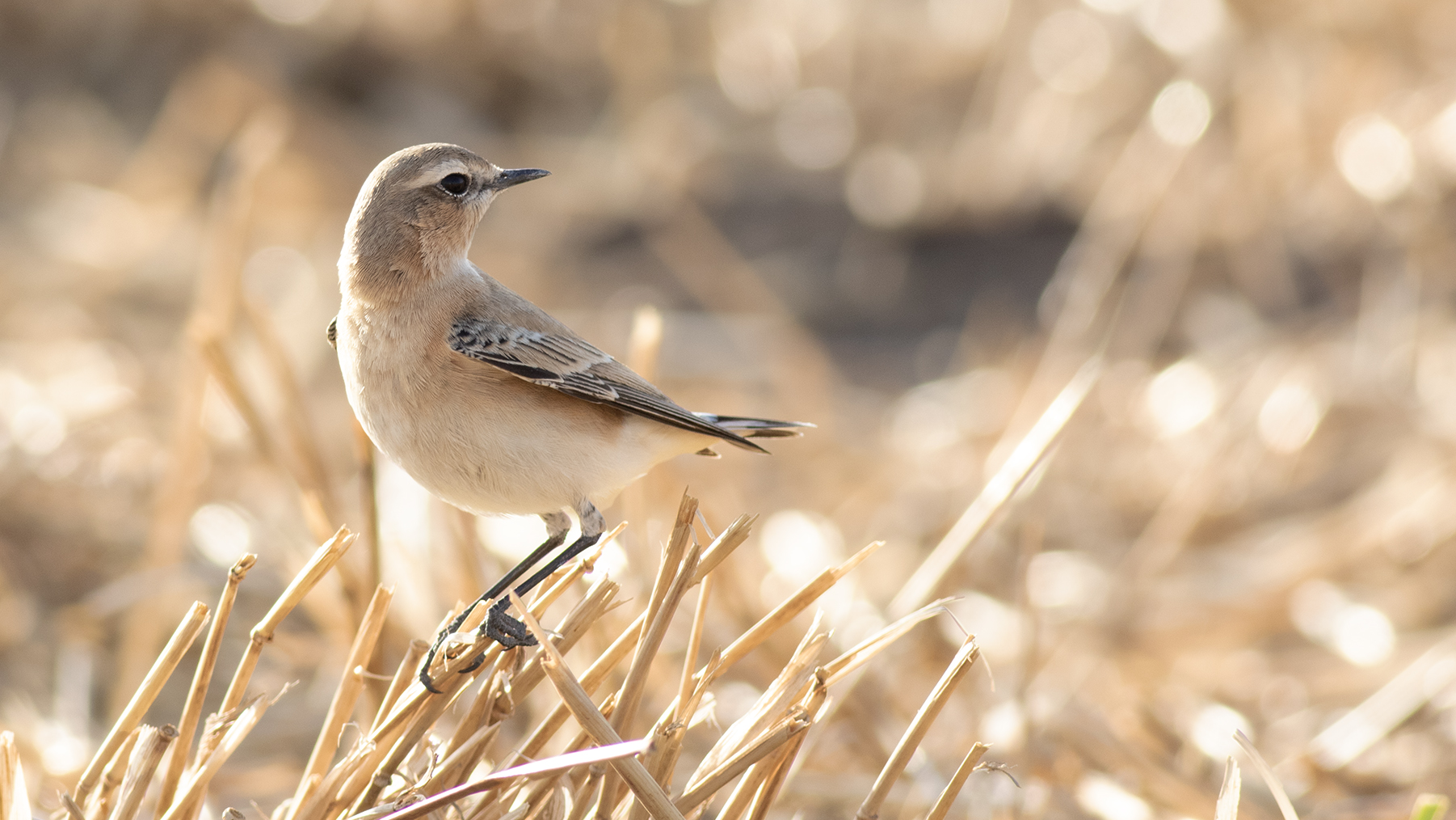 Isabelline Wheatear