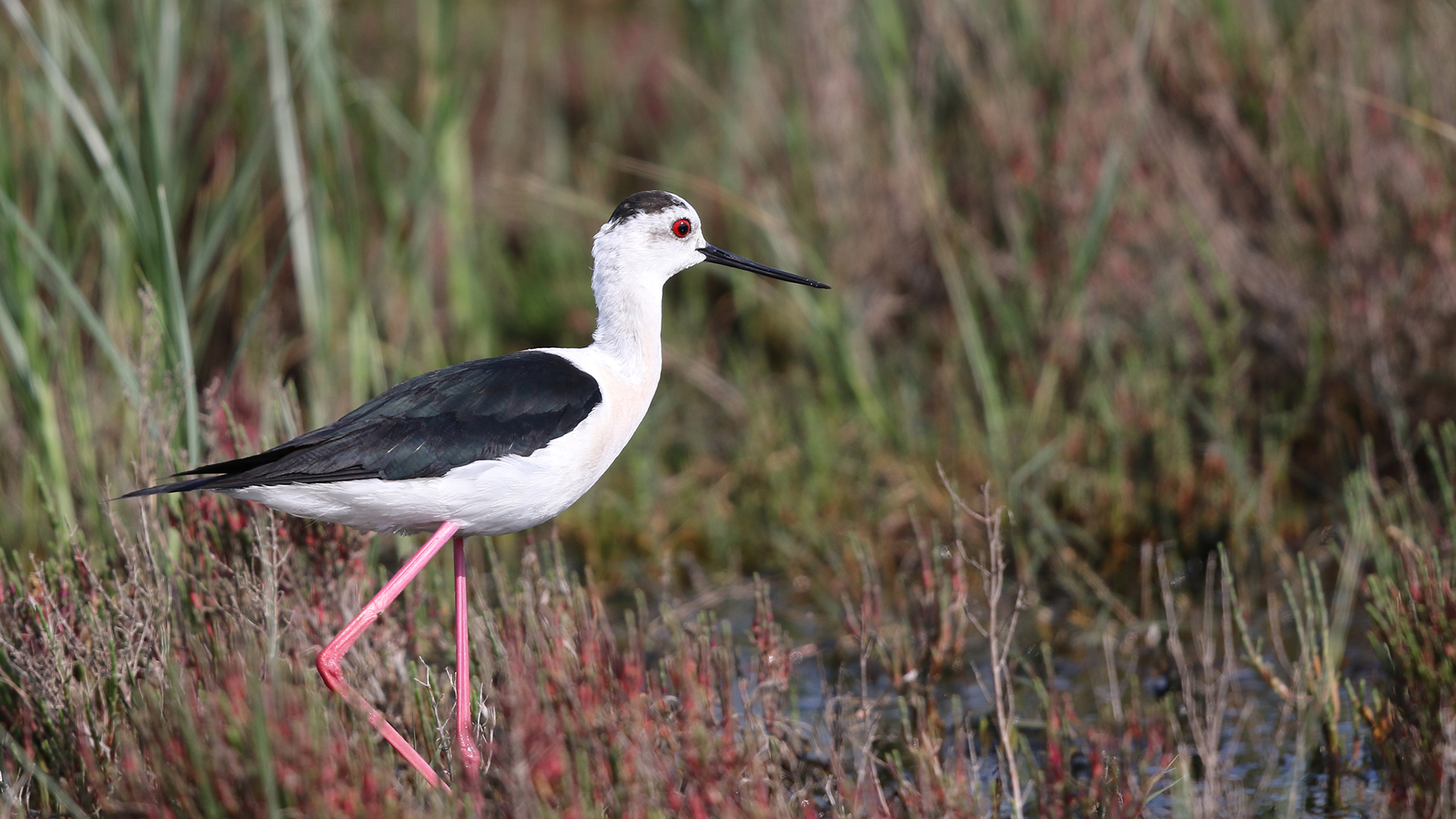 Black-winged Stilt