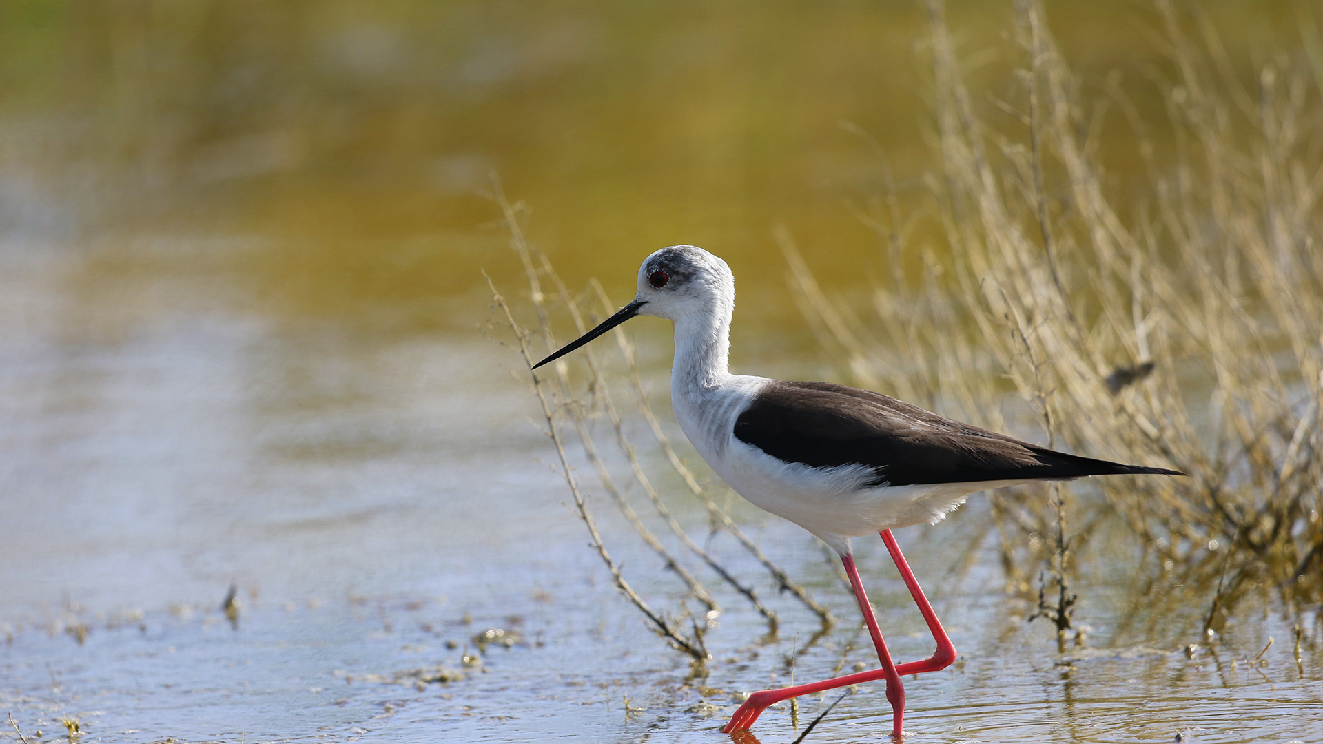 Black-winged Stilt