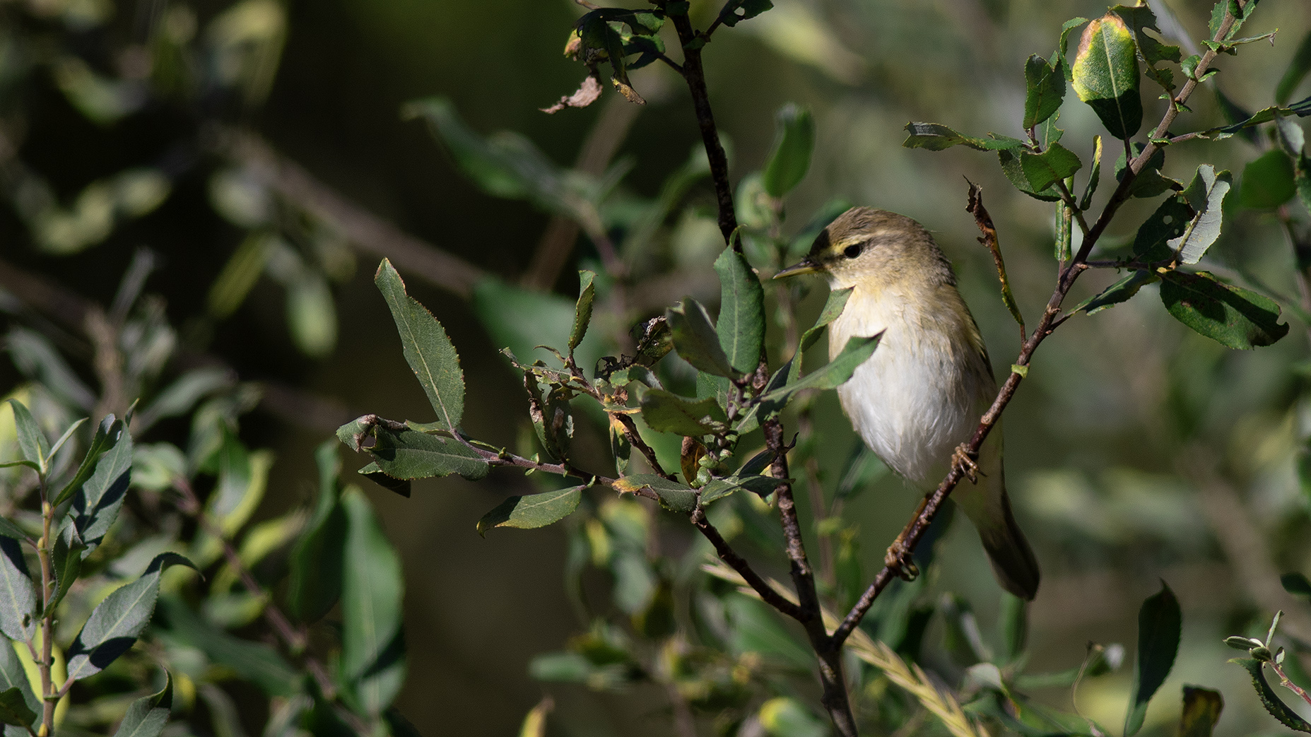 Willow Warbler