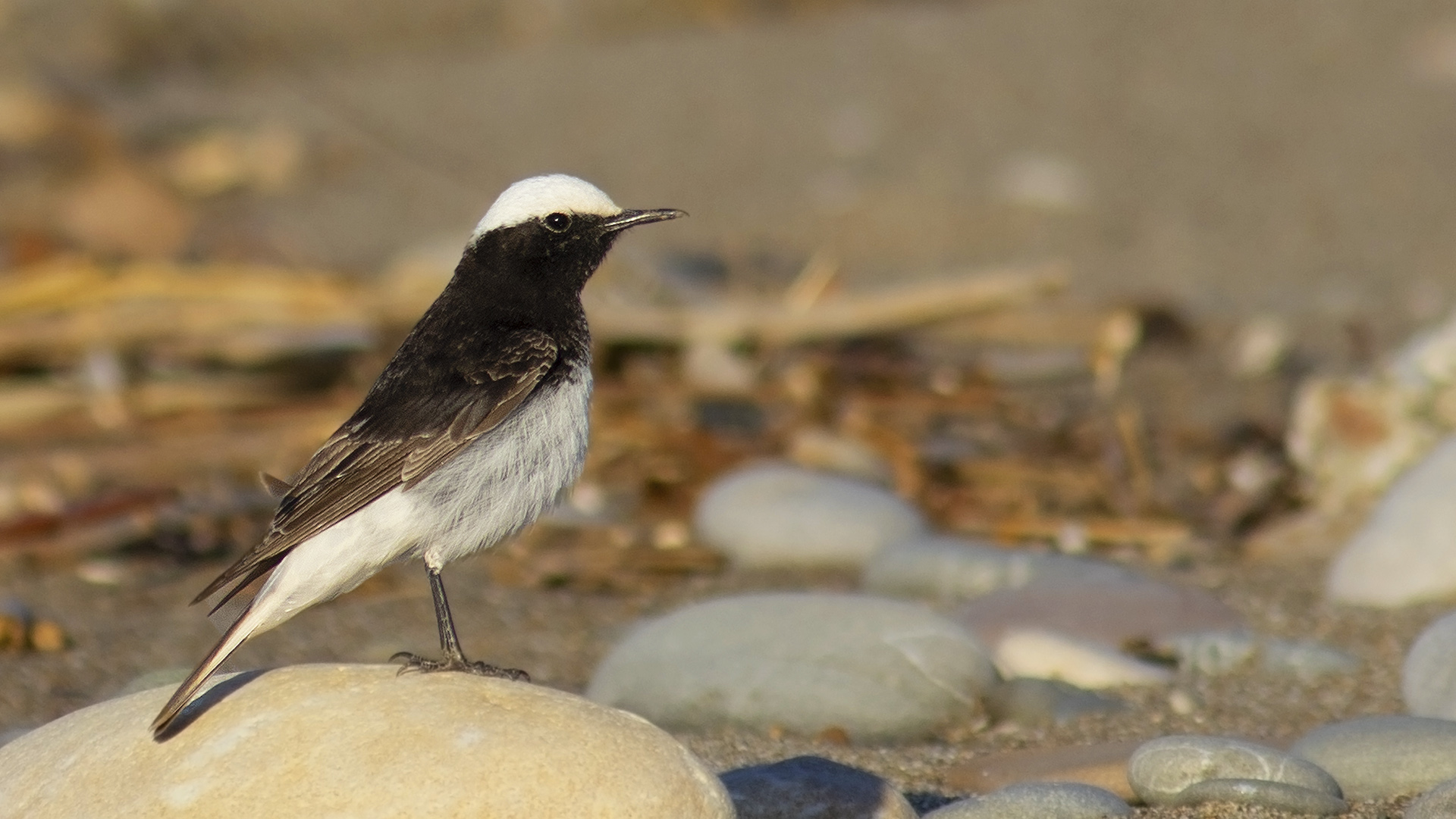 Hooded Wheatear
