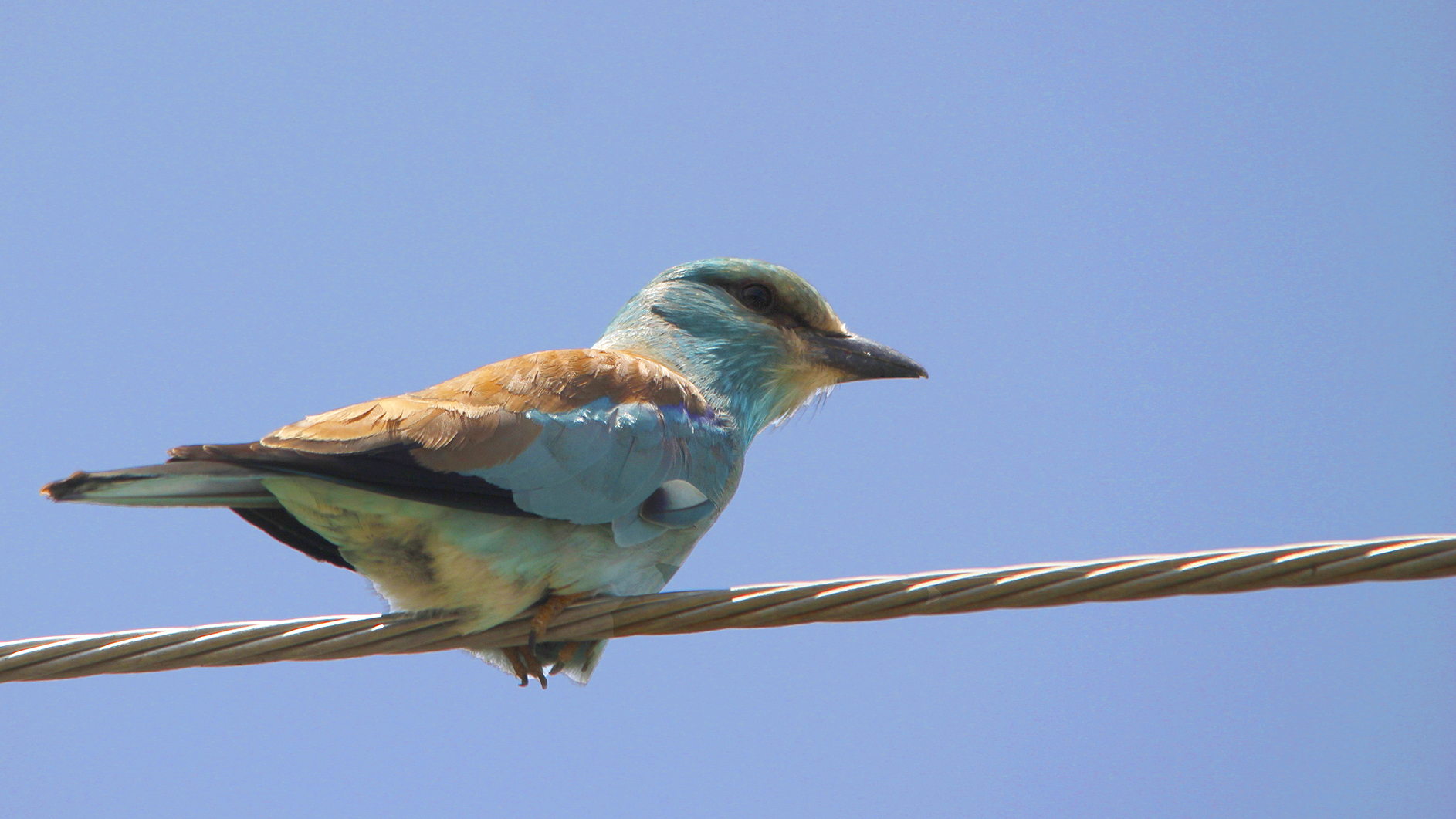 European Roller