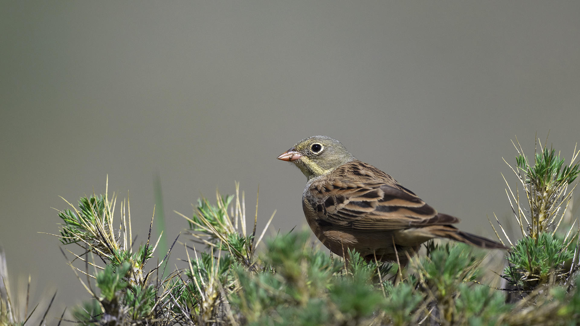 Ortolan Bunting