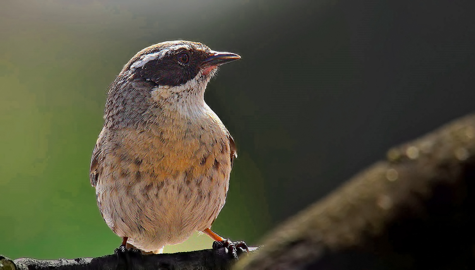 Radde's Accentor