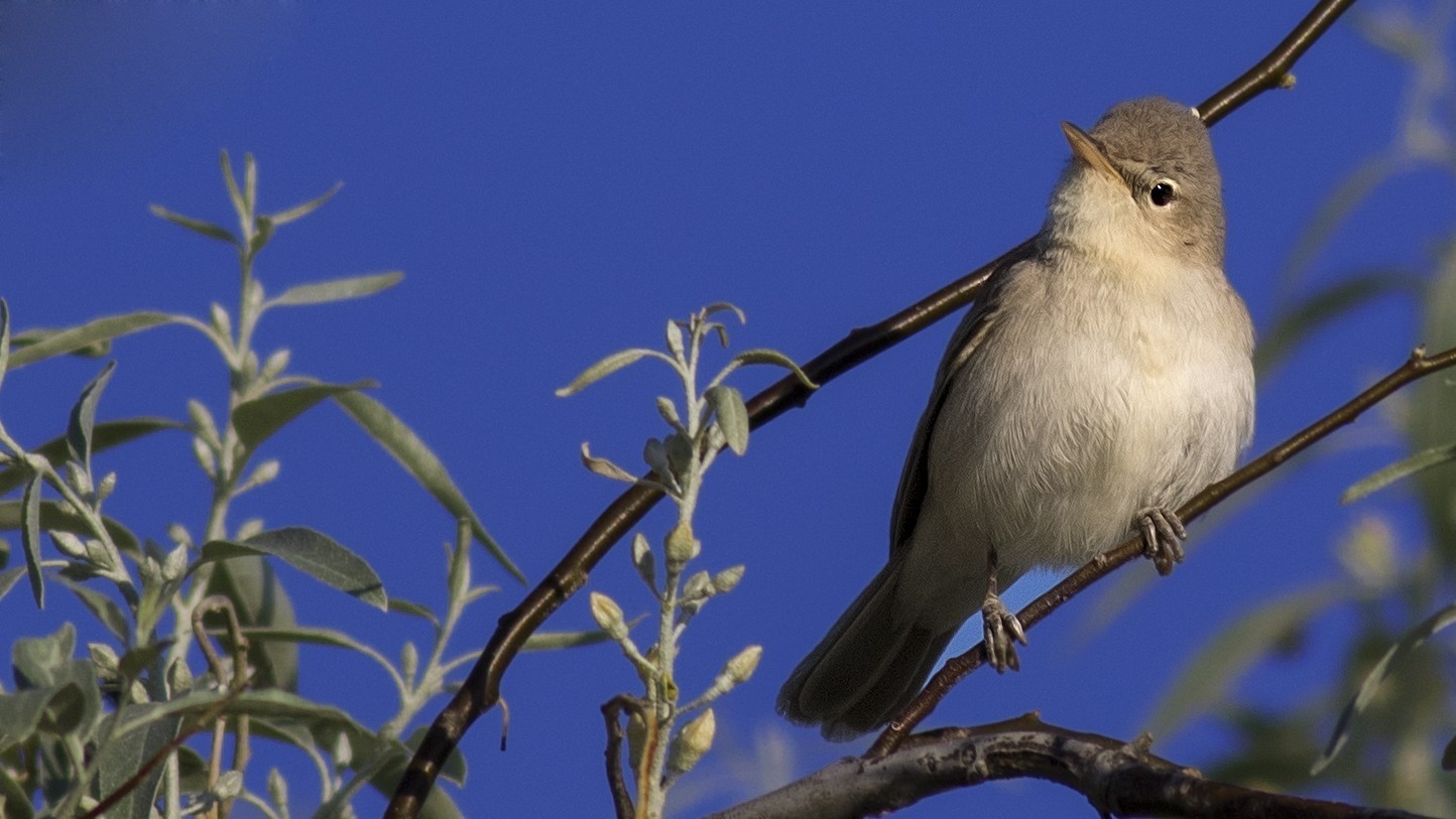Olivaceous Warbler