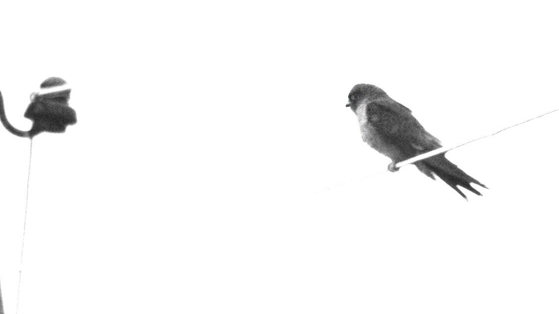 Red-footed Falcon