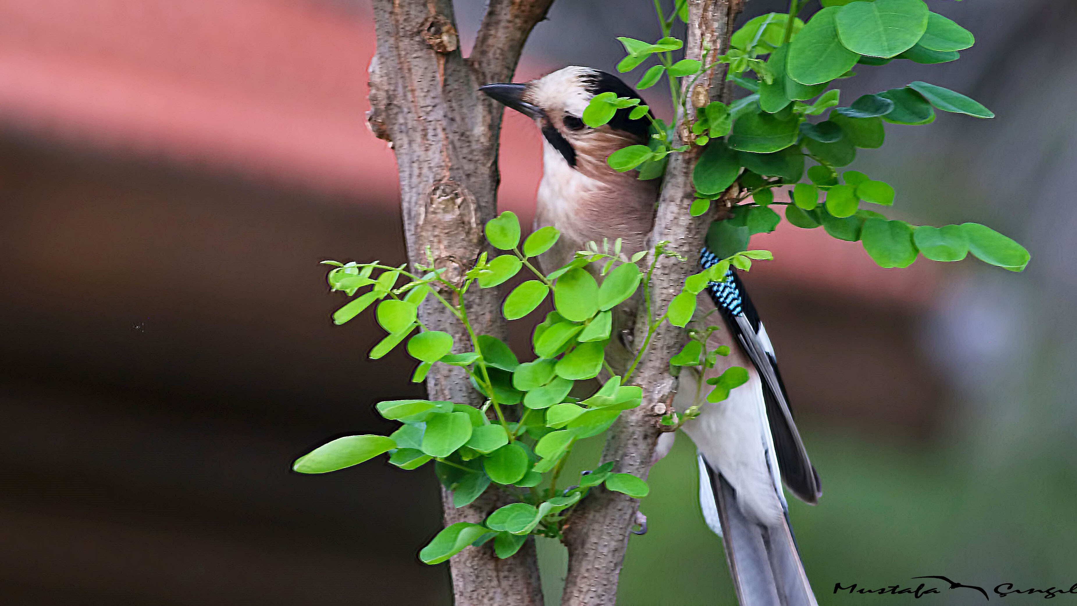 Eurasian Jay