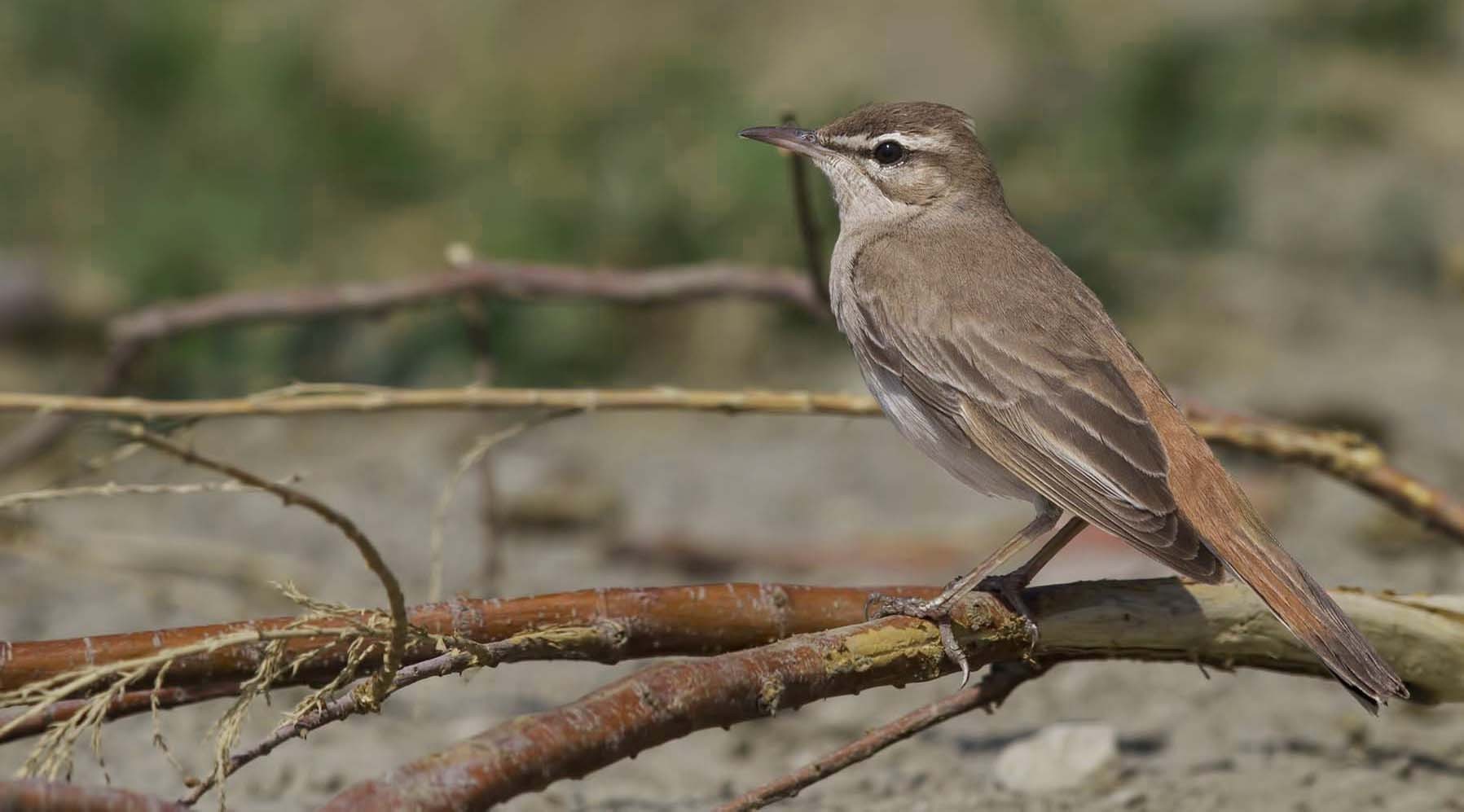 Rufous Scrub-robin