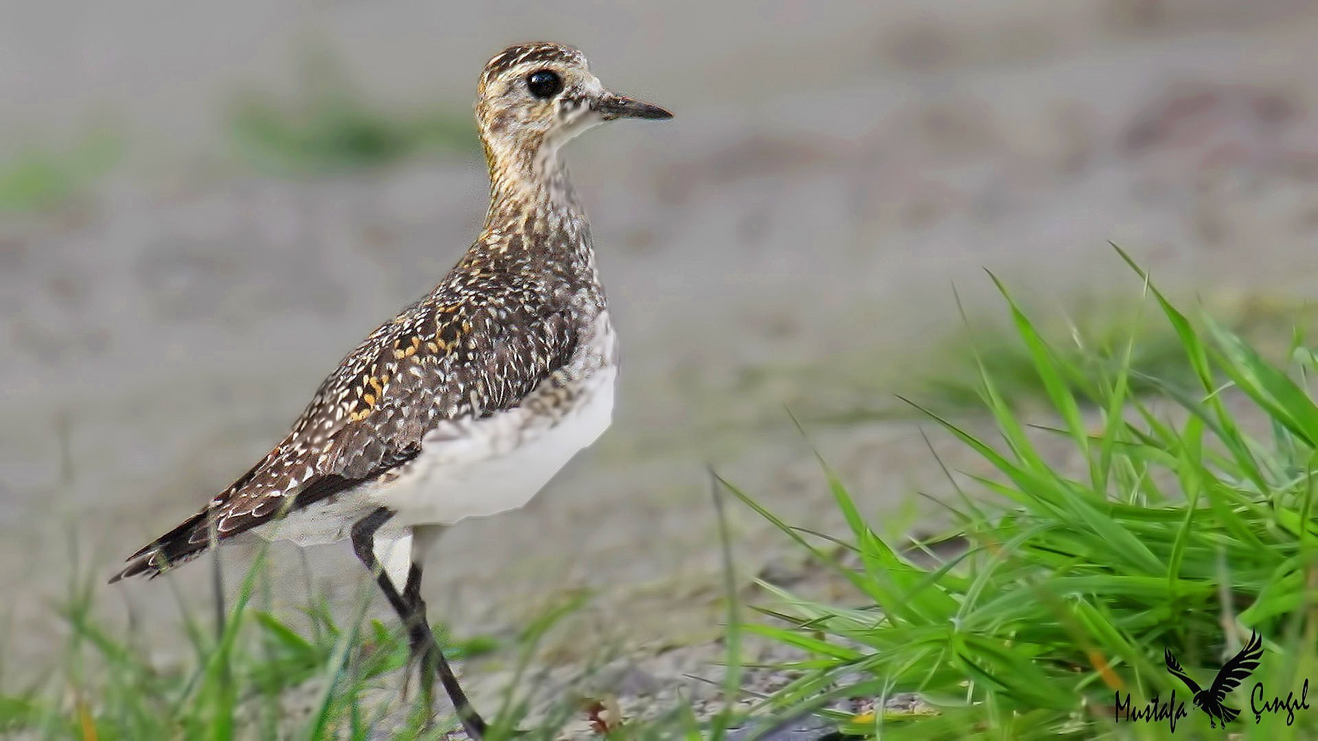 European Golden-Plover