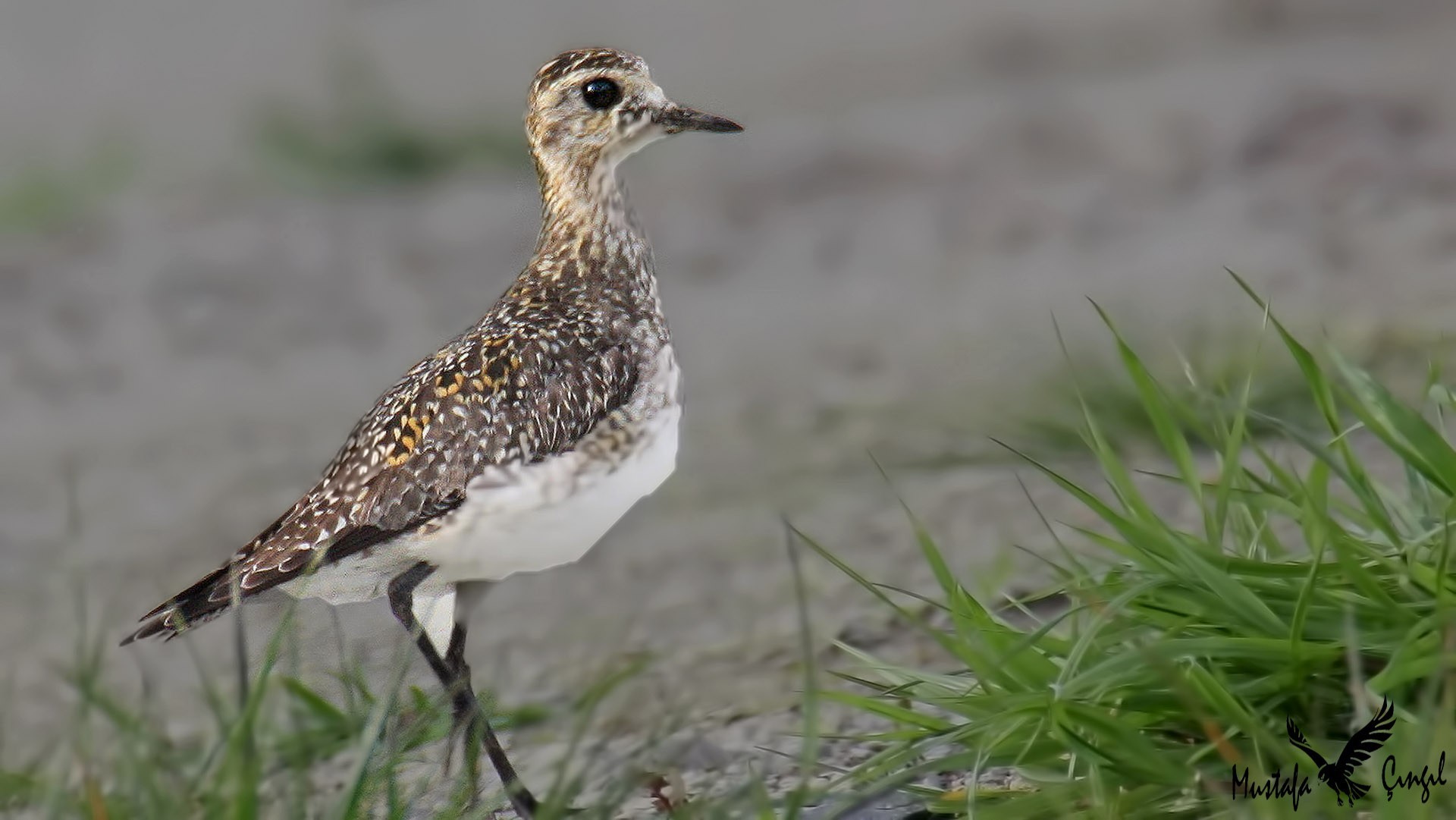 Eurasian Golden Plover