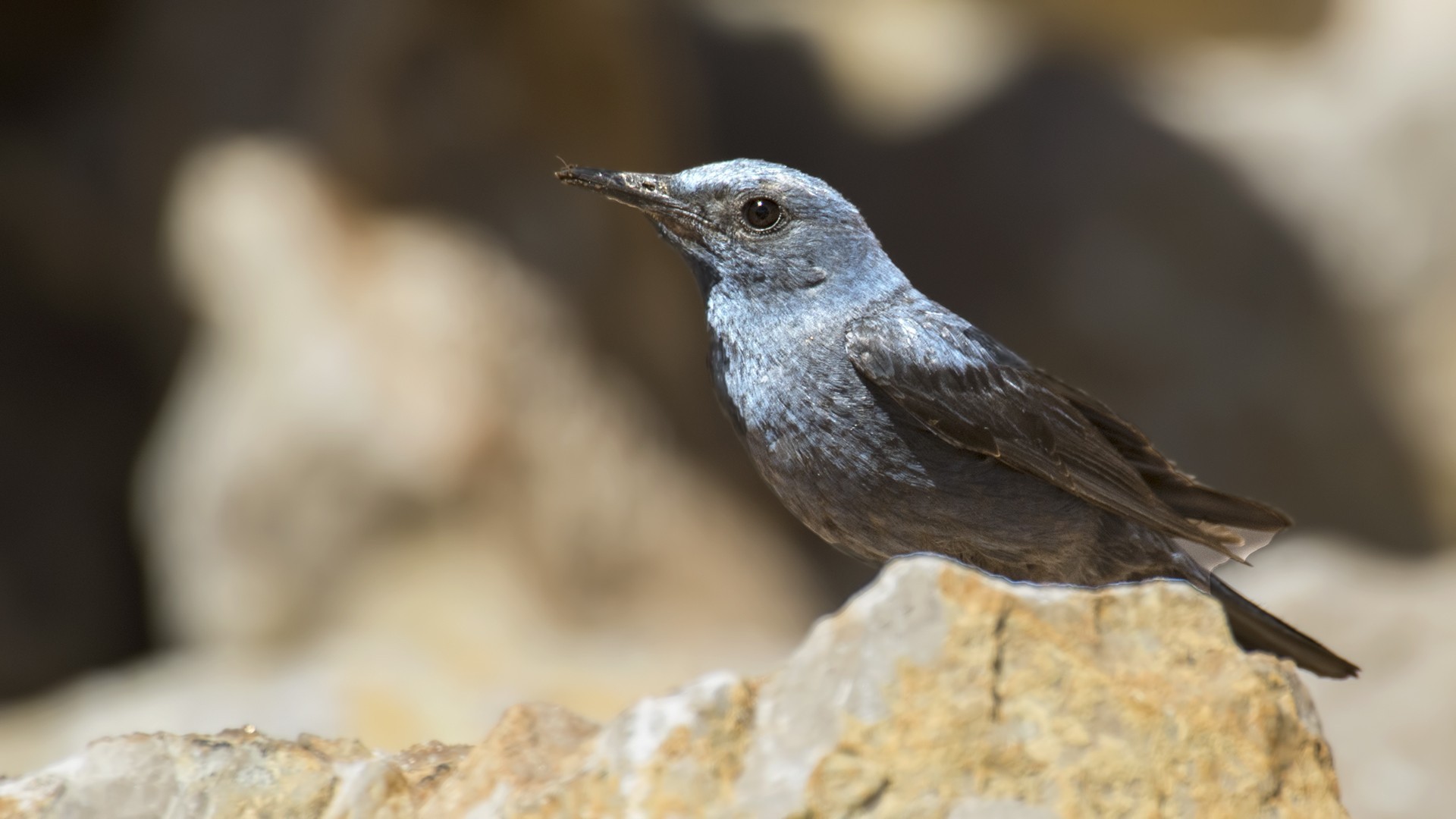 Blue Rock-Thrush