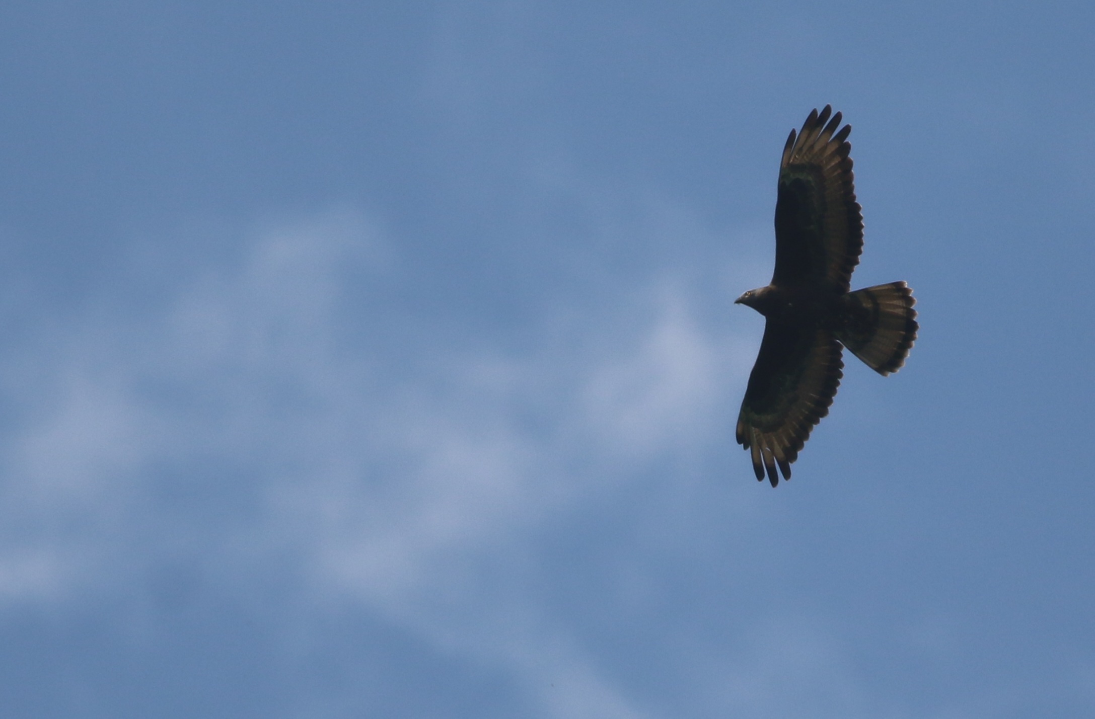 European Honey-buzzard