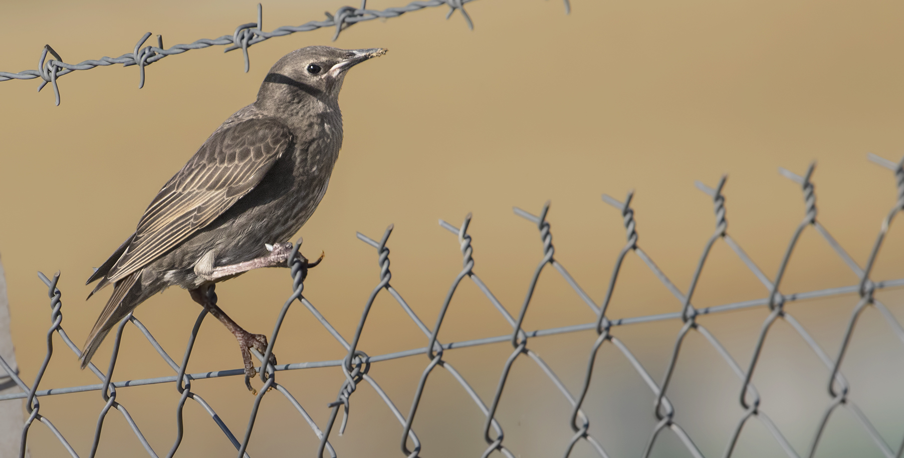 European Starling