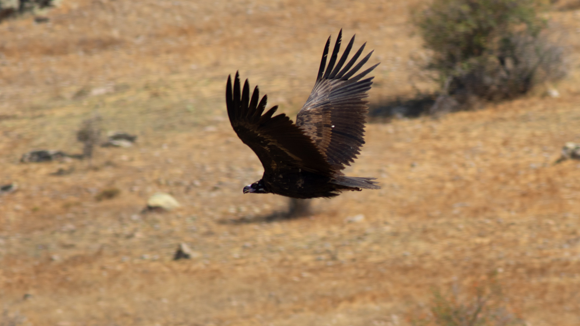 Cinereous Vulture