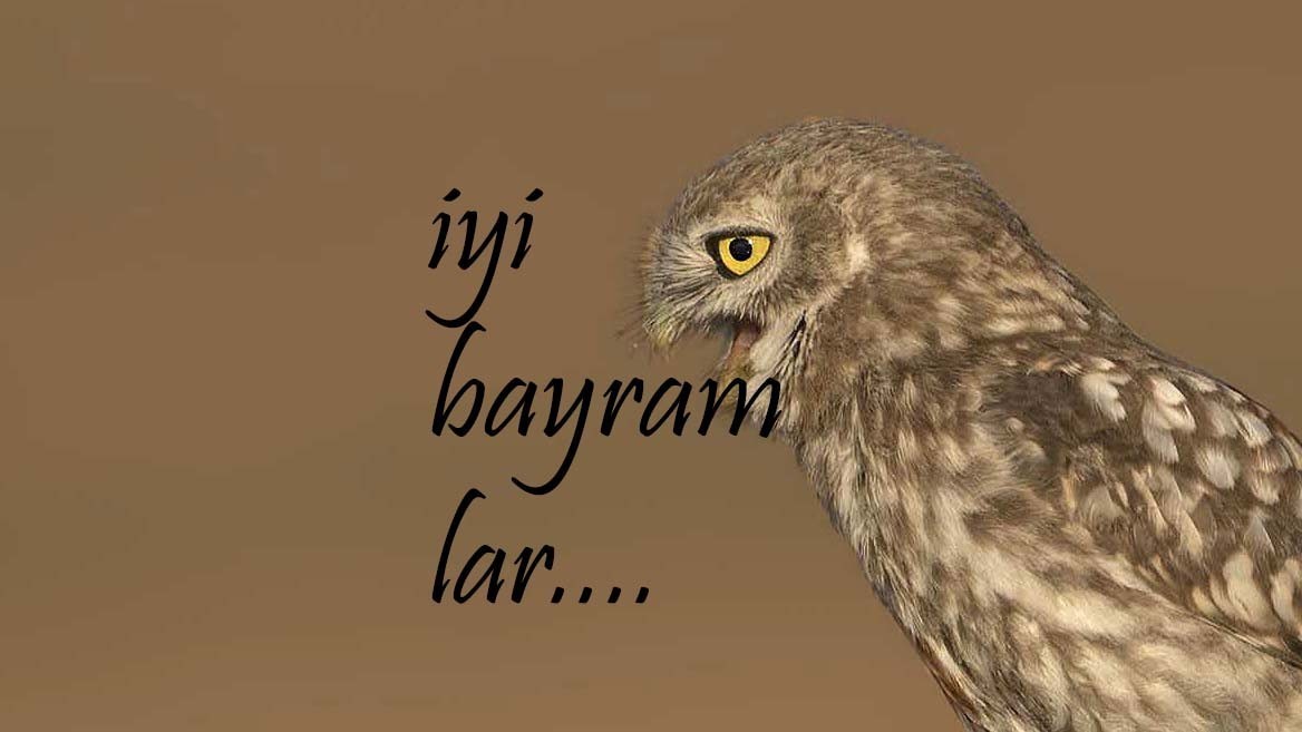 Little Owl