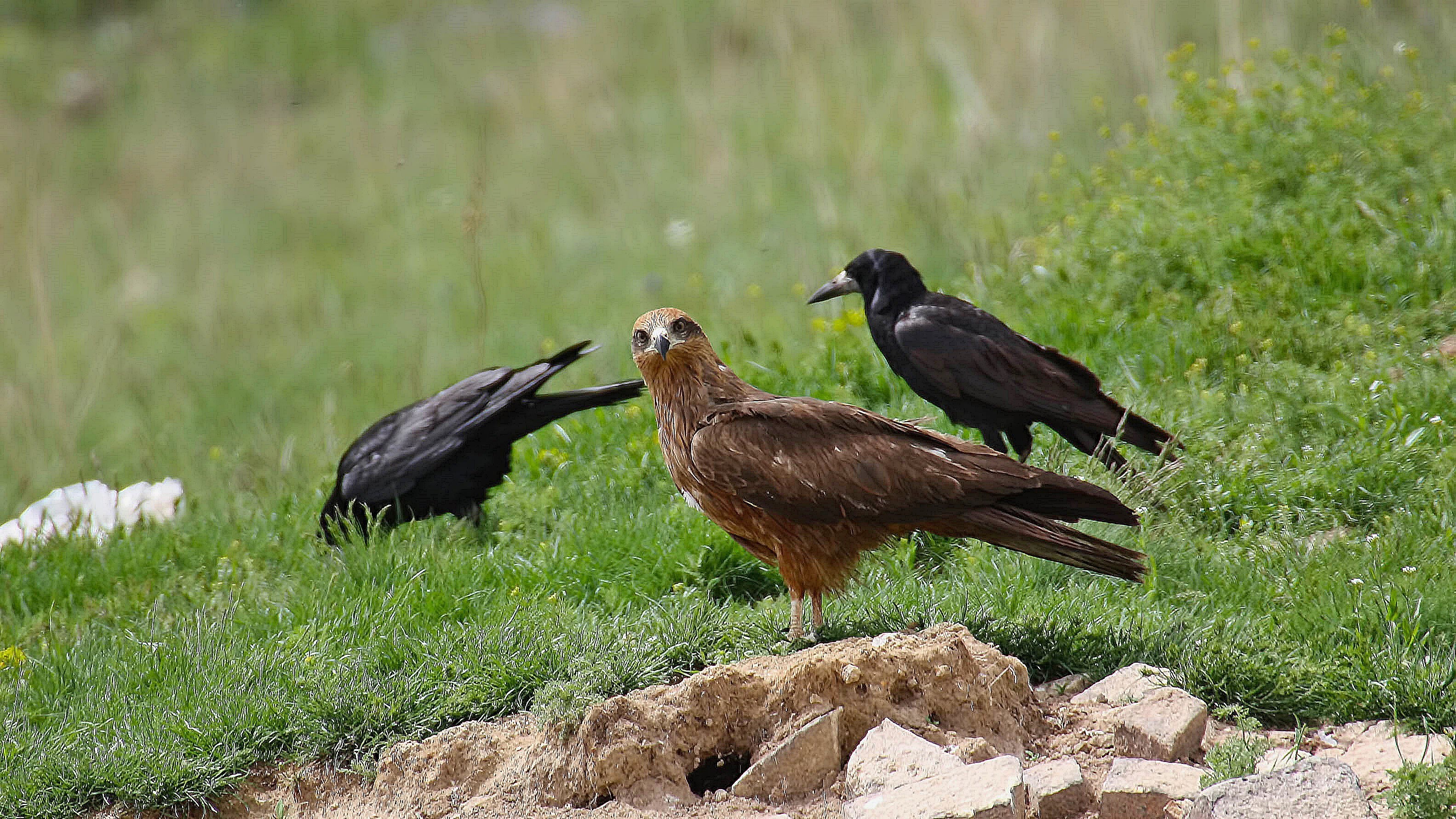 Black Kite