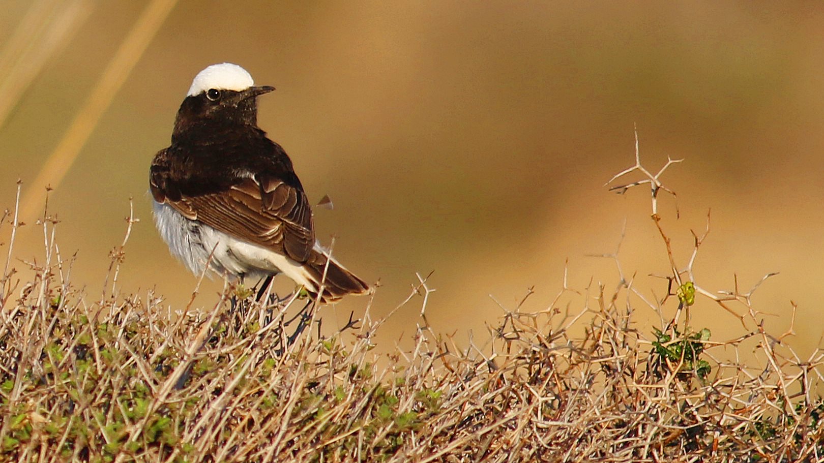 Hooded Wheatear