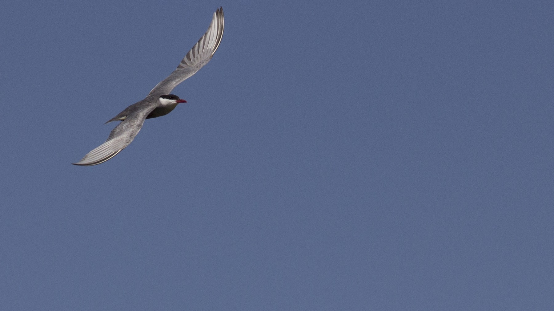 Whiskered Tern