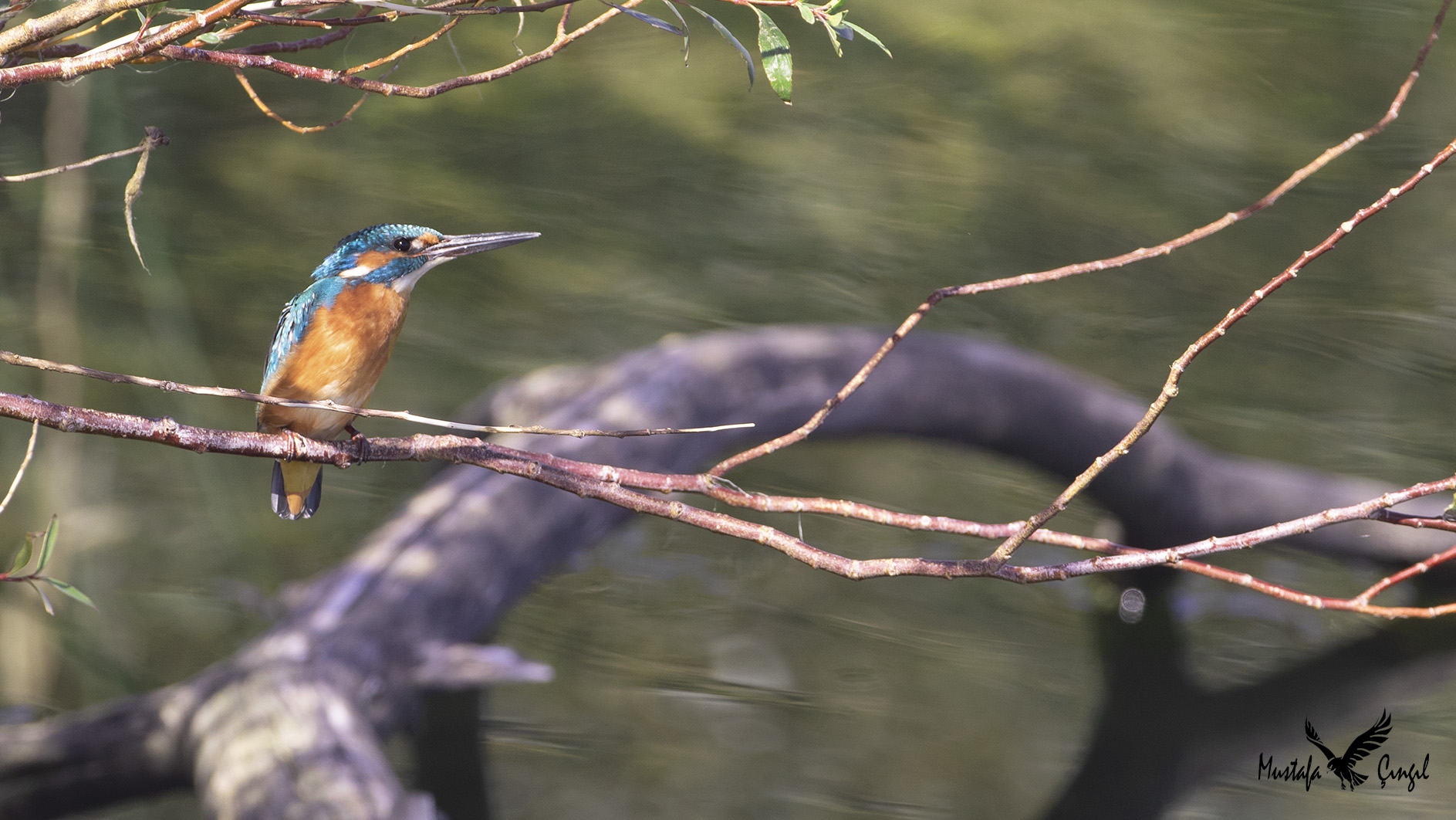 Common Kingfisher