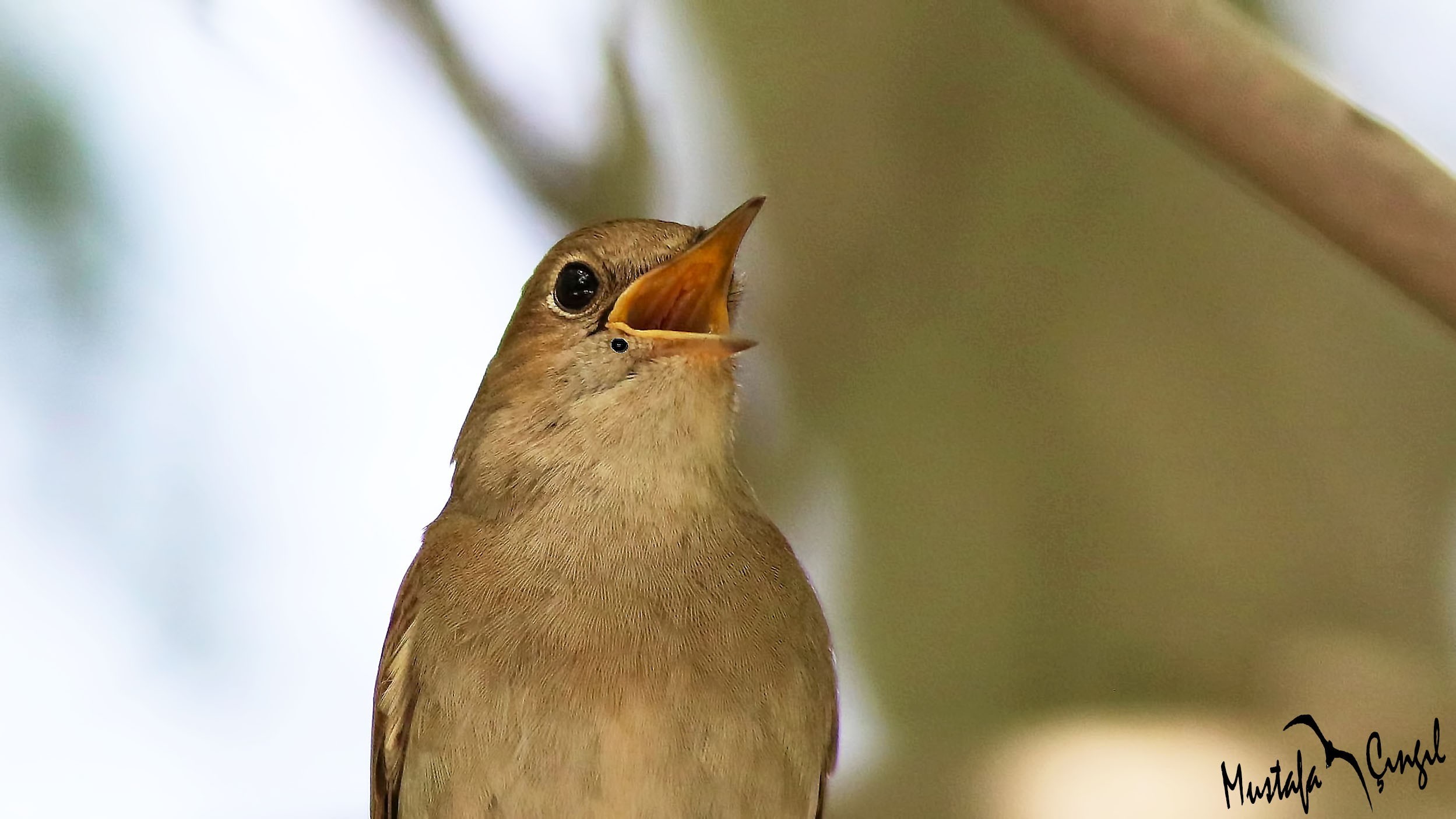 Common Nightingale
