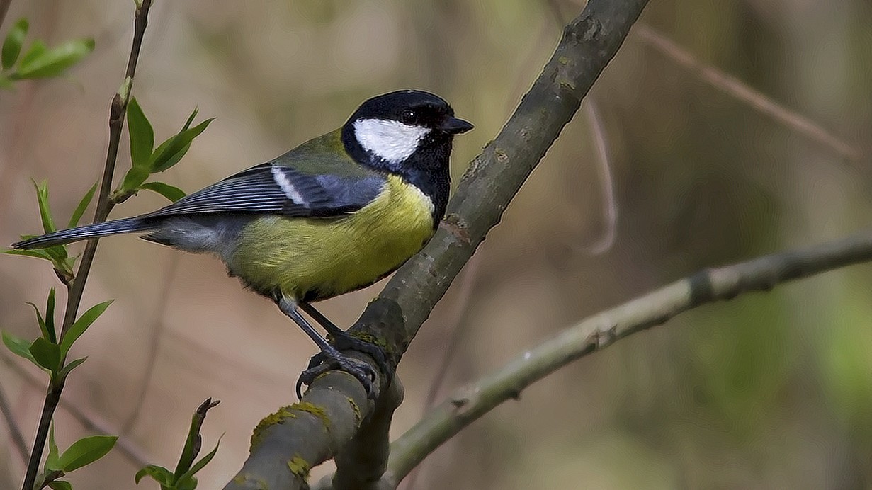 Great Tit