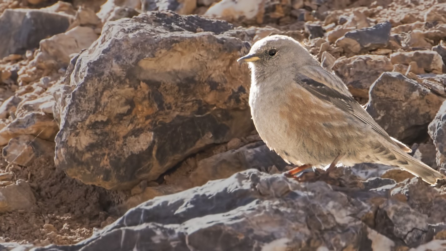 Alpine Accentor