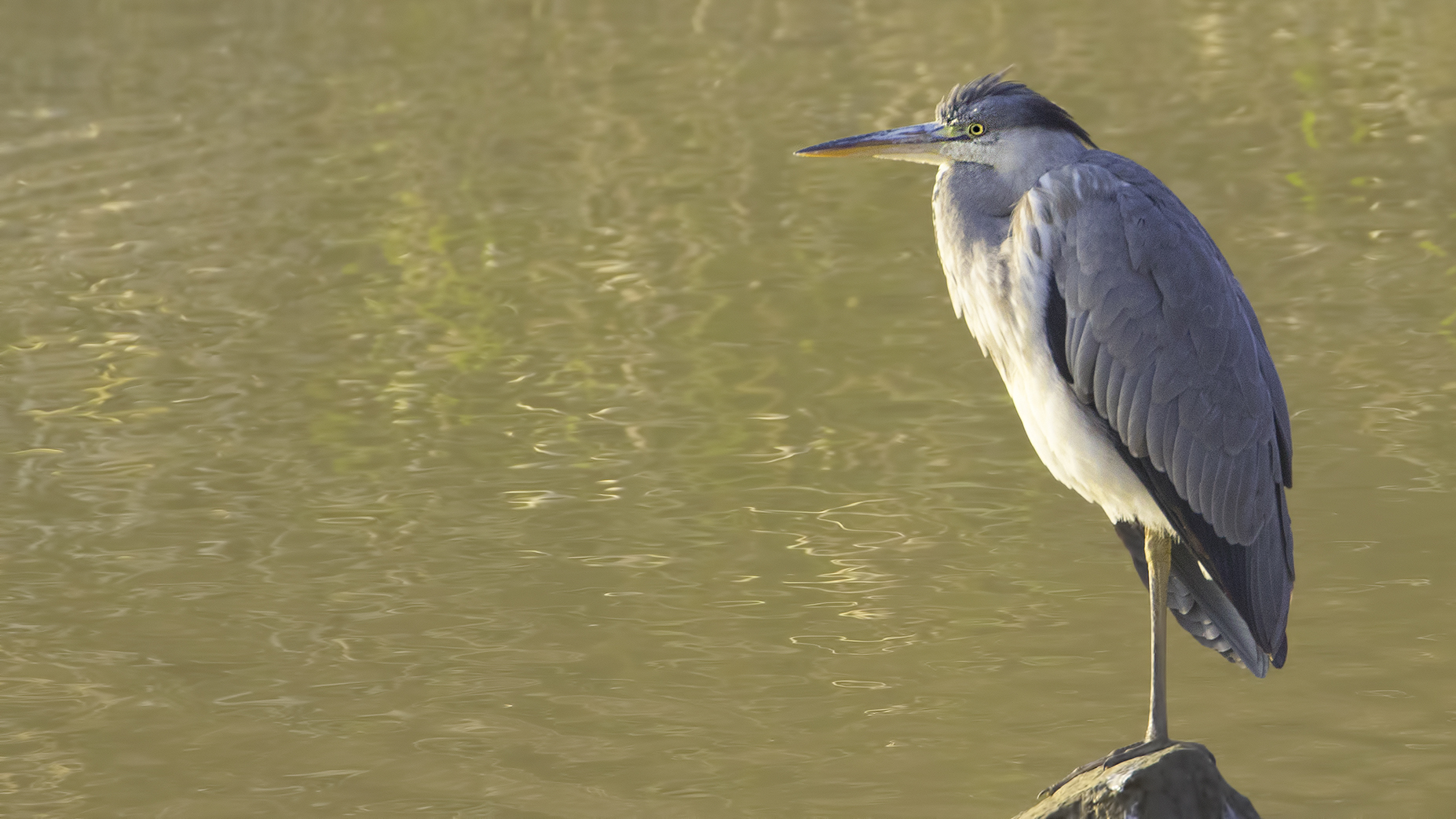 Gray Heron