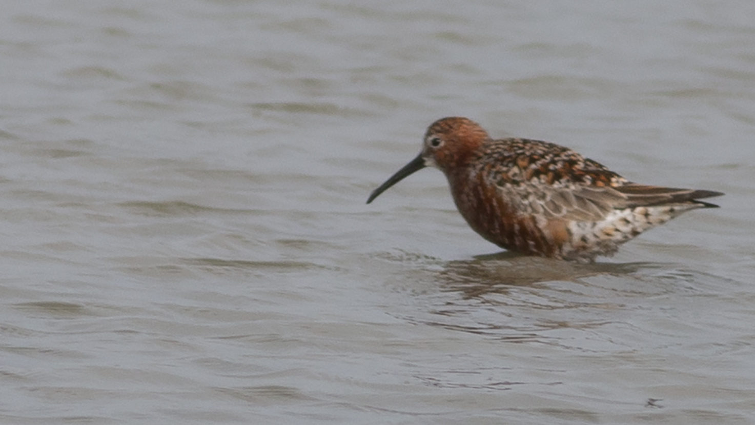 Curlew Sandpiper