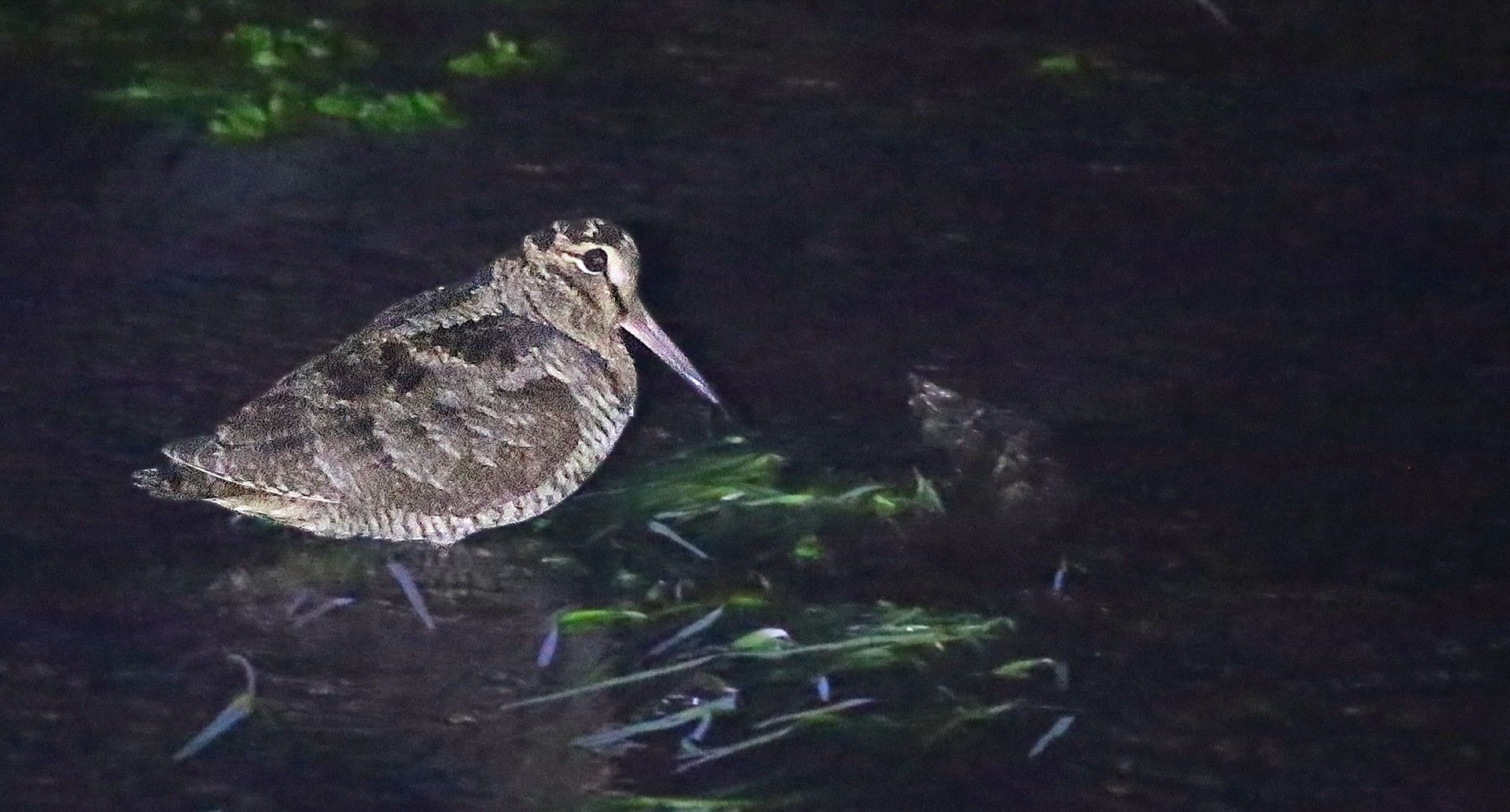 Eurasian Woodcock