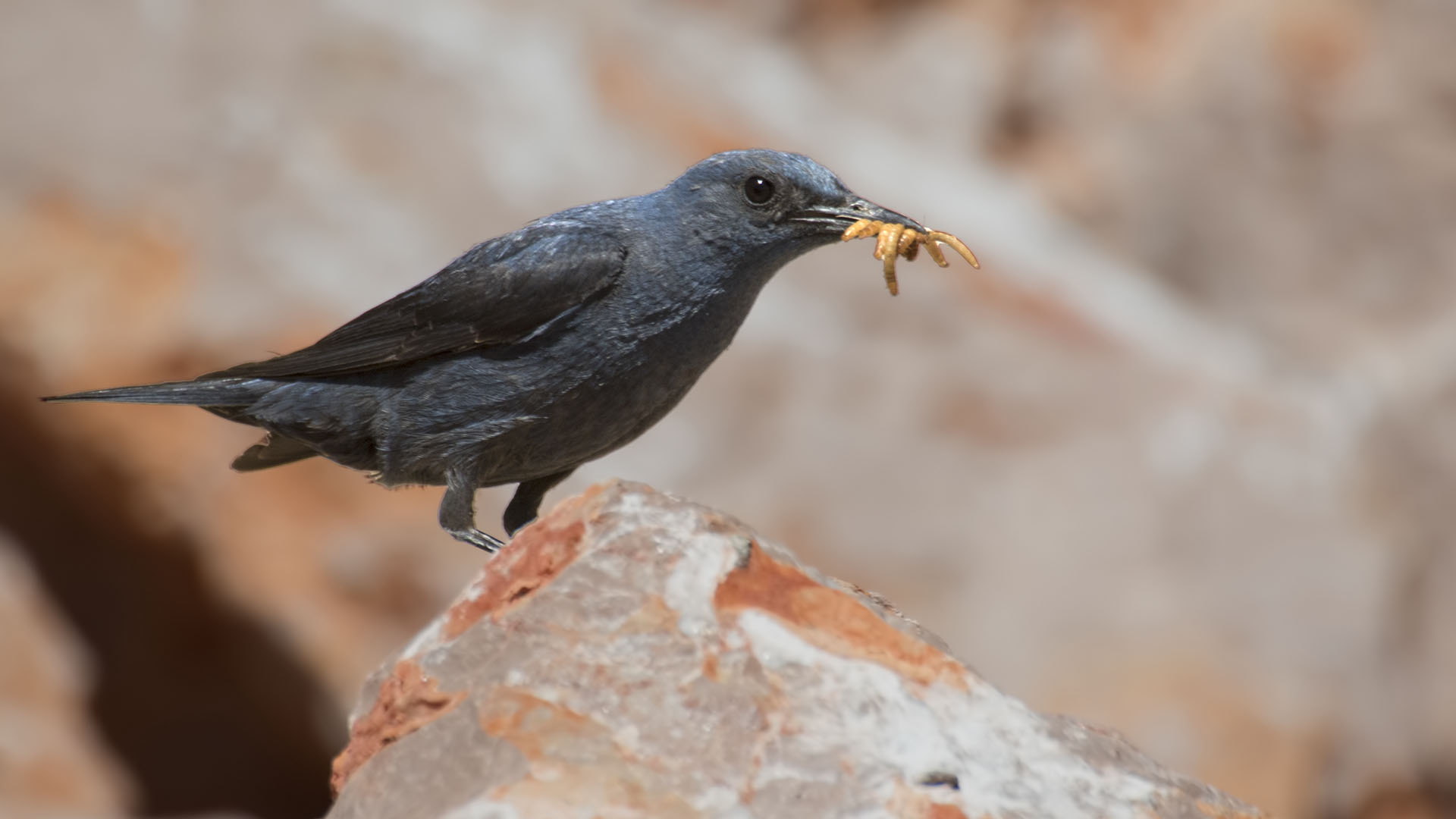 Blue Rock-Thrush