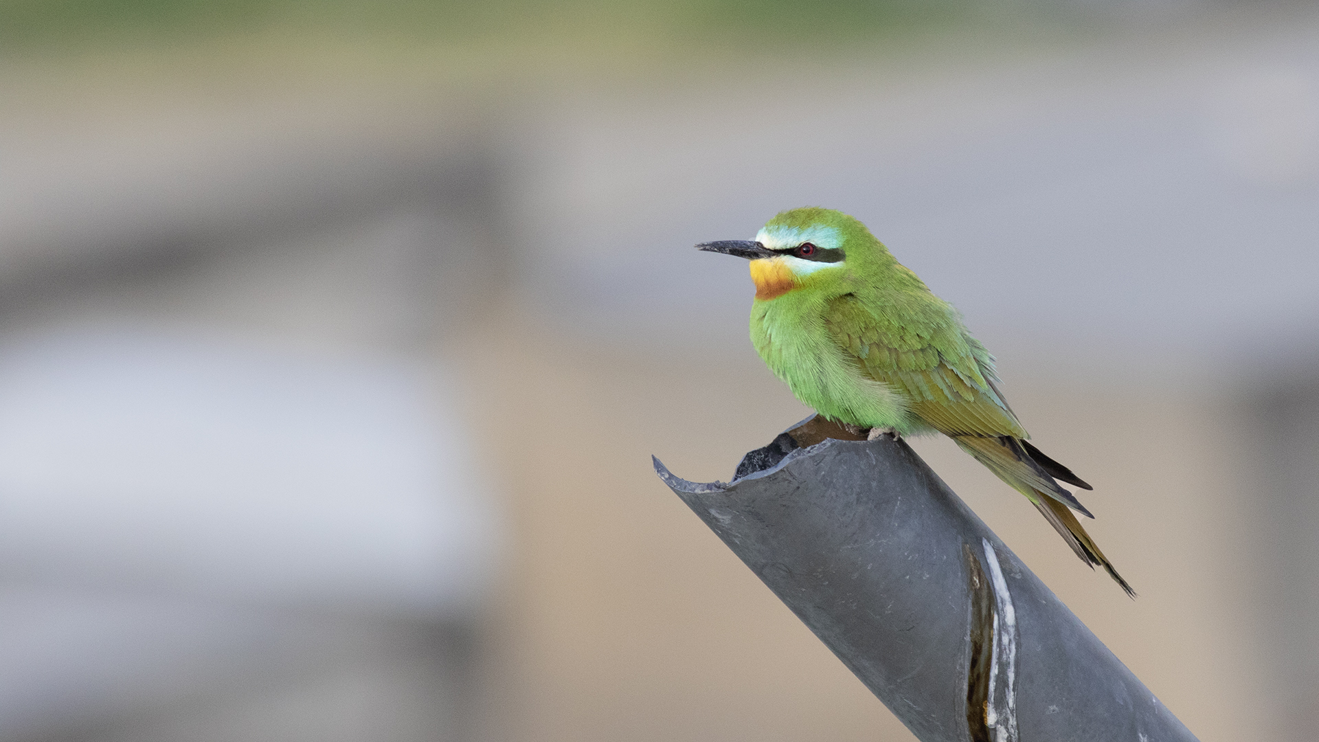 Blue-cheeked Bee-eater