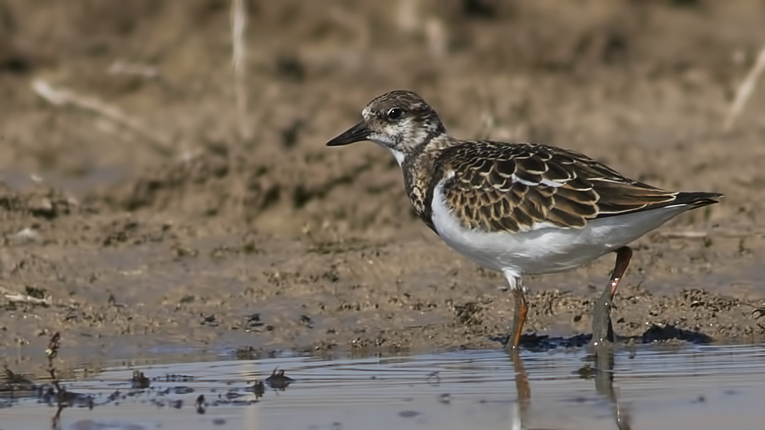 Ruddy Turnstone