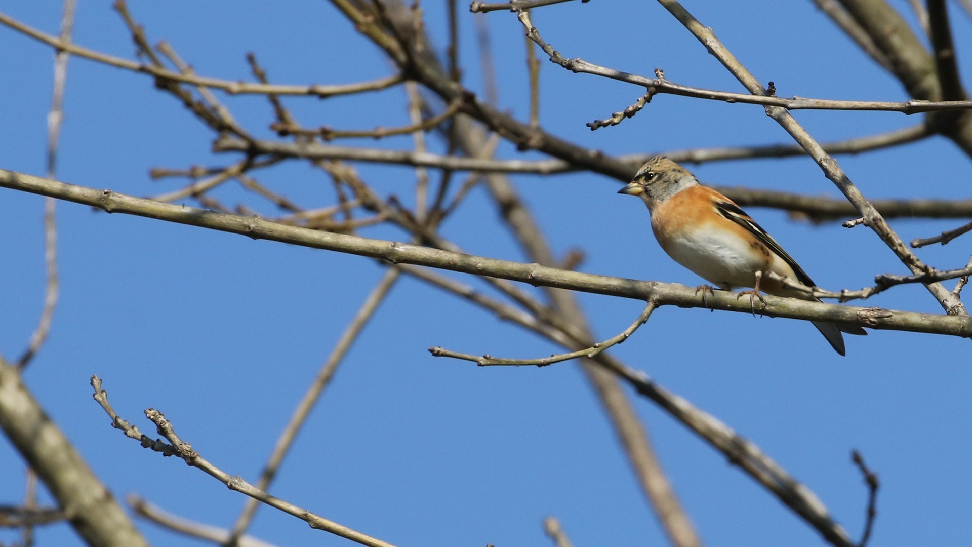 Brambling