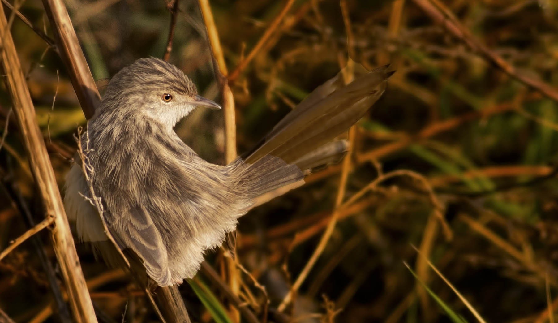 Graceful Prinia
