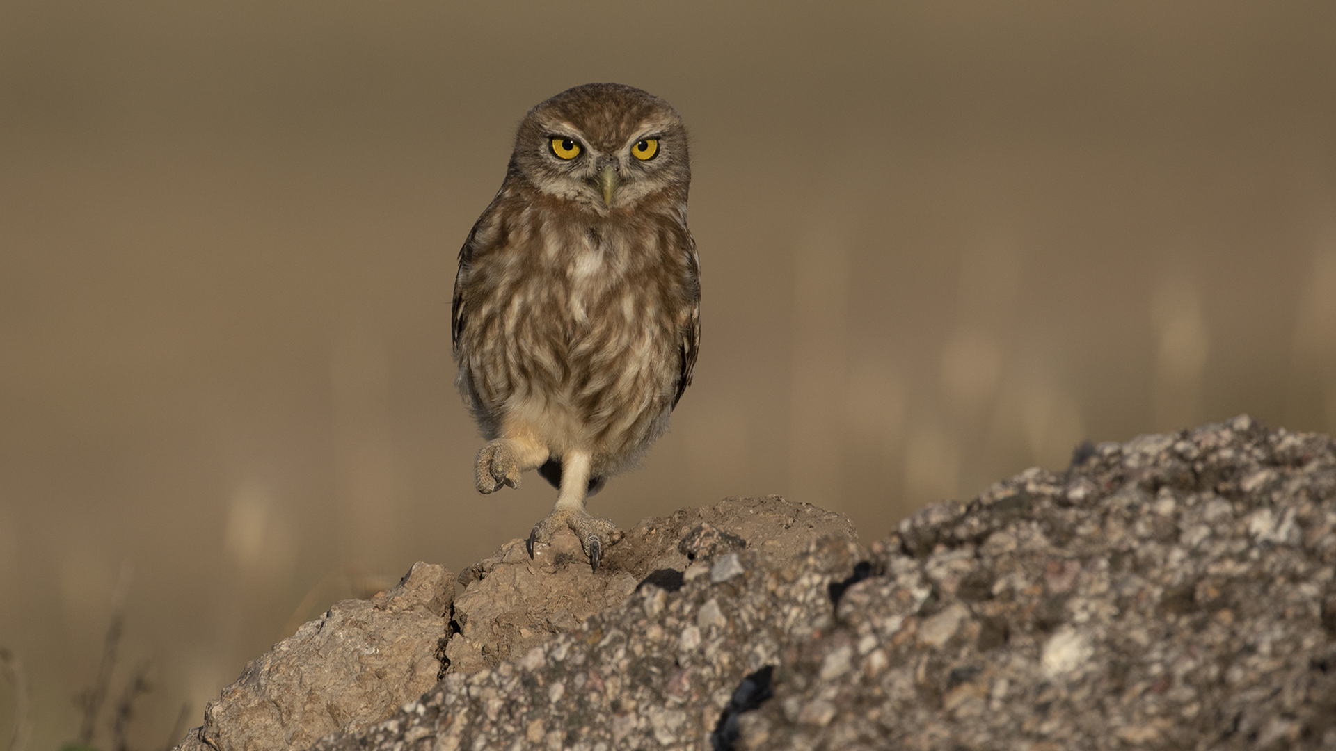 Little Owl